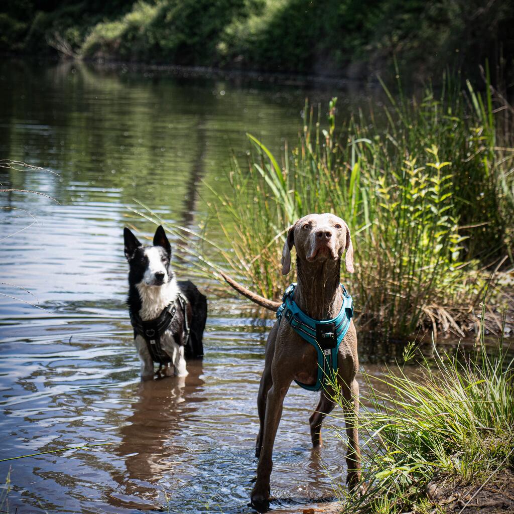 Hundegeschirr 500 Outdoor