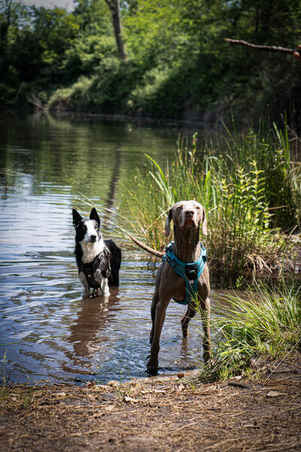 DOG HARNESS OUTDOOR 500 BLUE