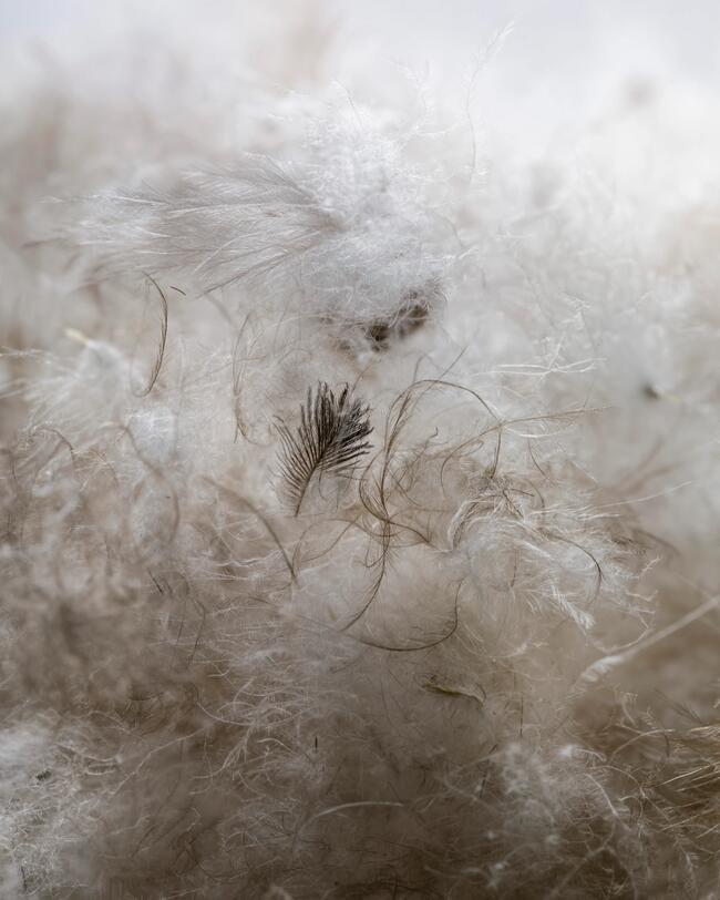 Duvet et plumes