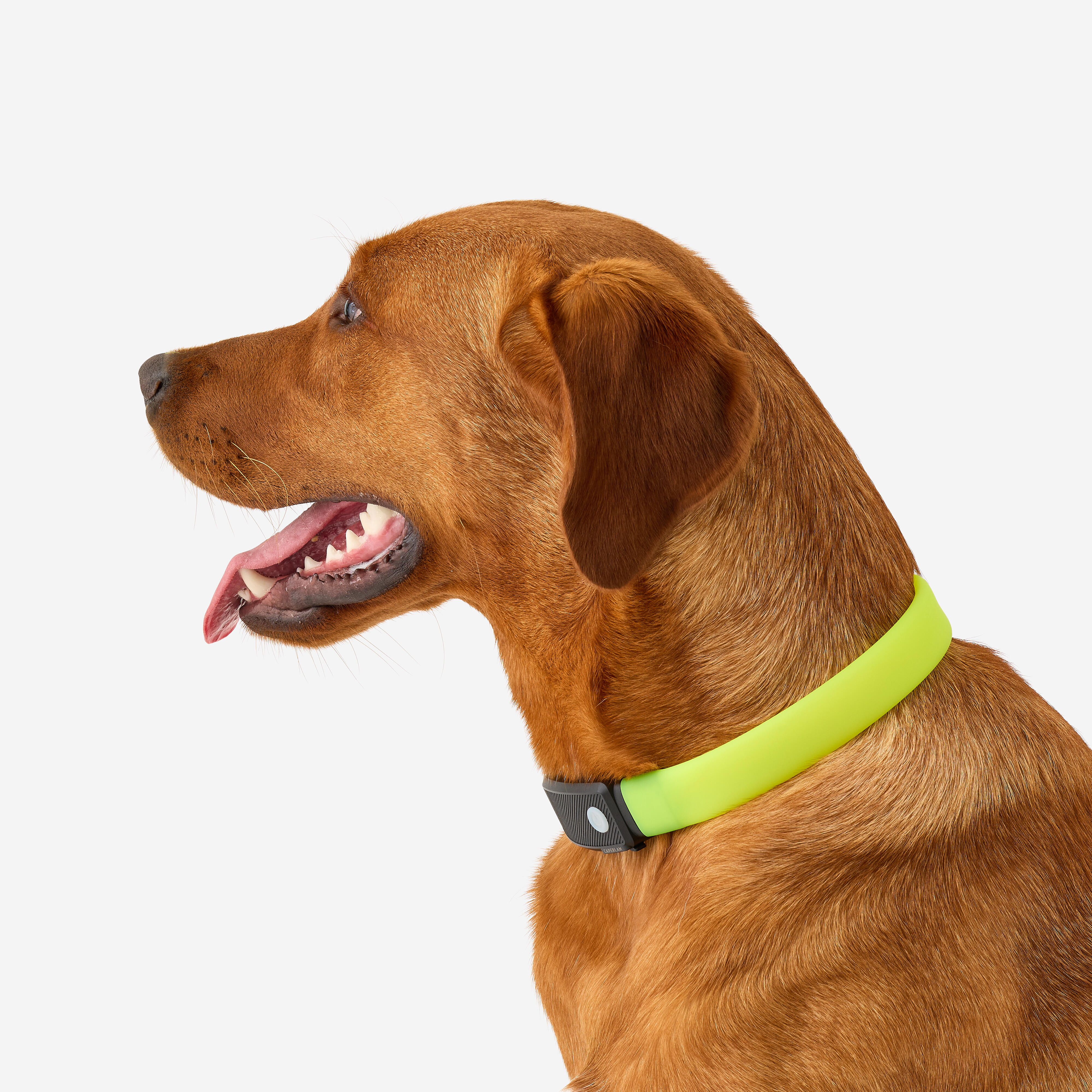 Collier lumineux pour chien, 100 - SOLOGNAC