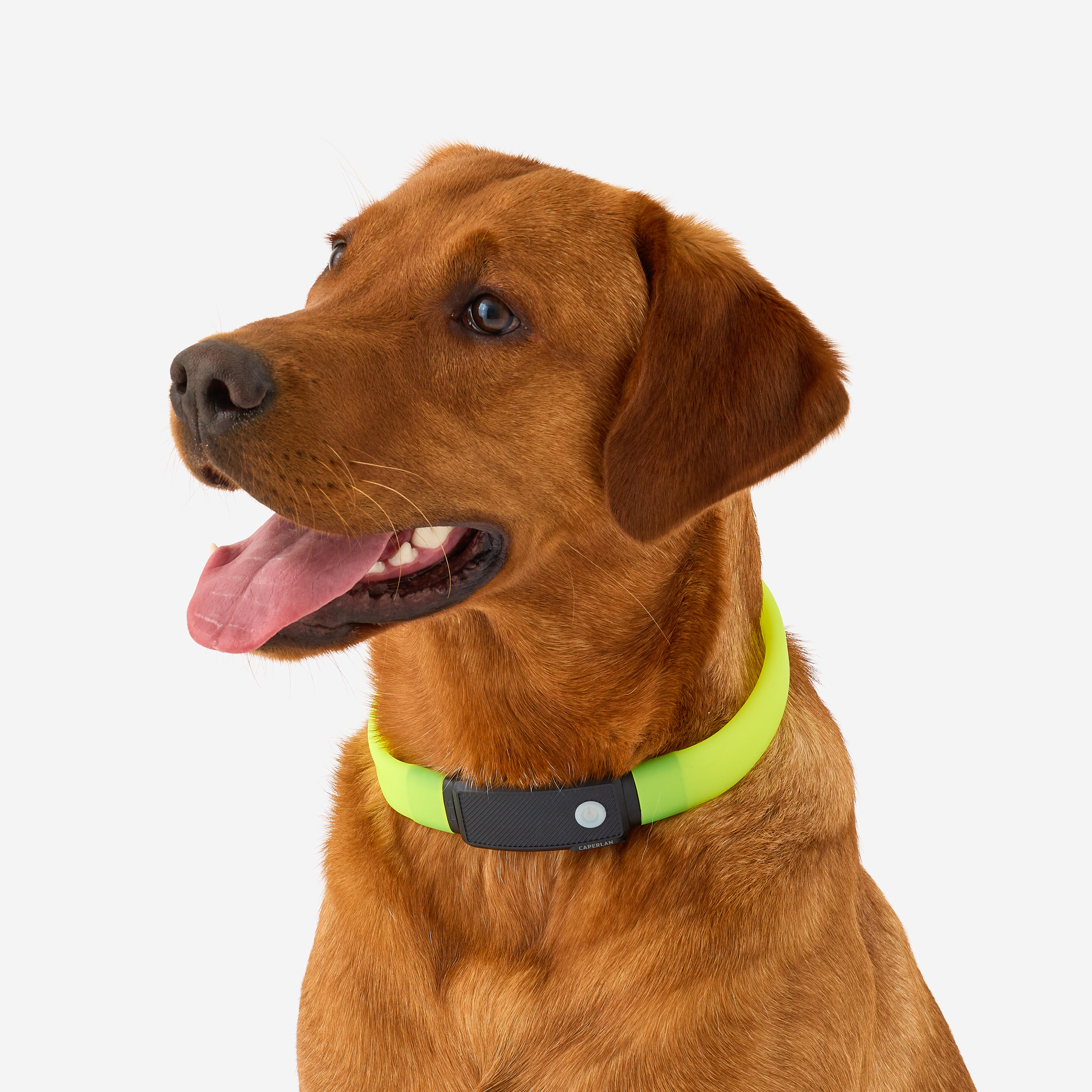 Collier lumineux pour chien, 100 - SOLOGNAC
