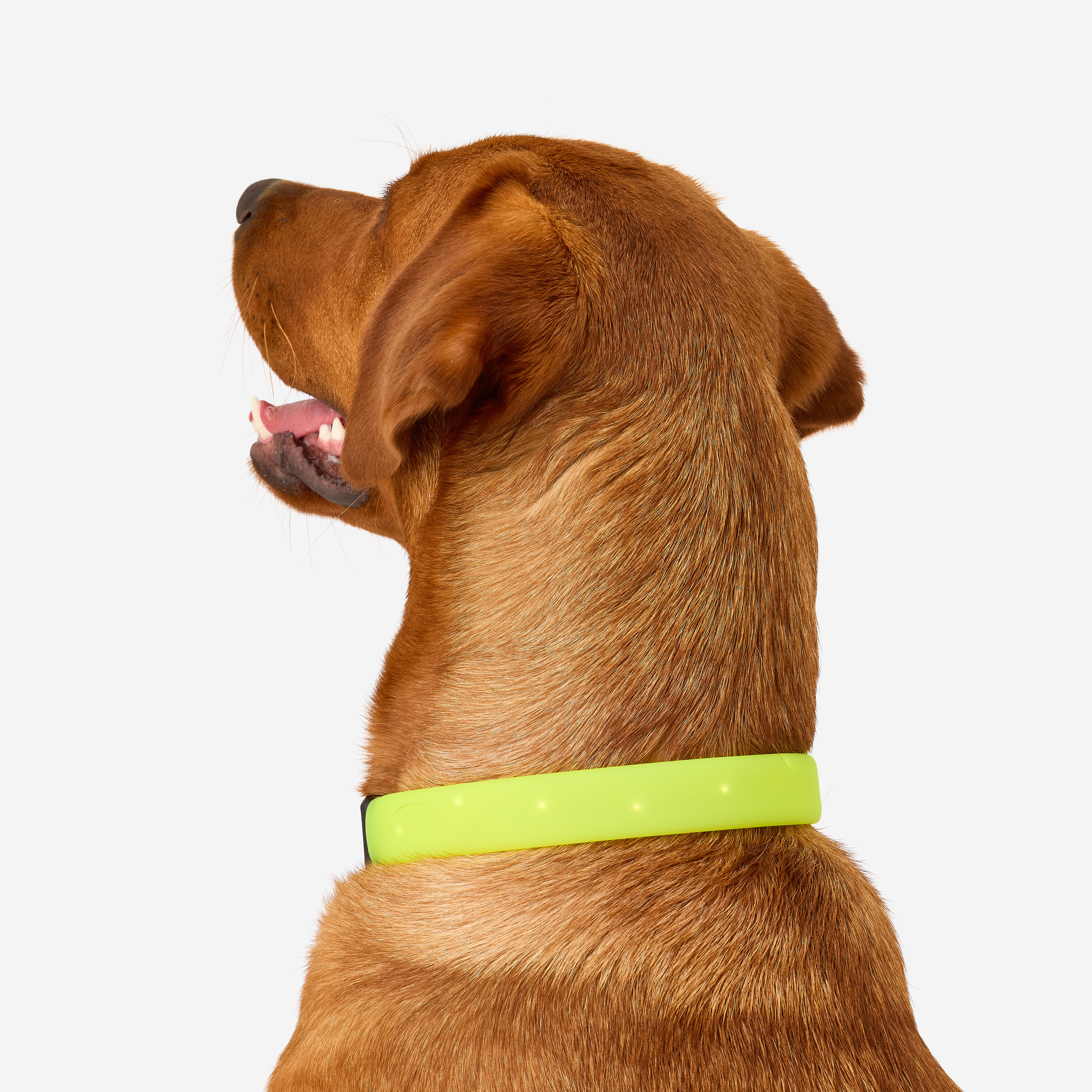 Collier lumineux pour chien, 100 - SOLOGNAC