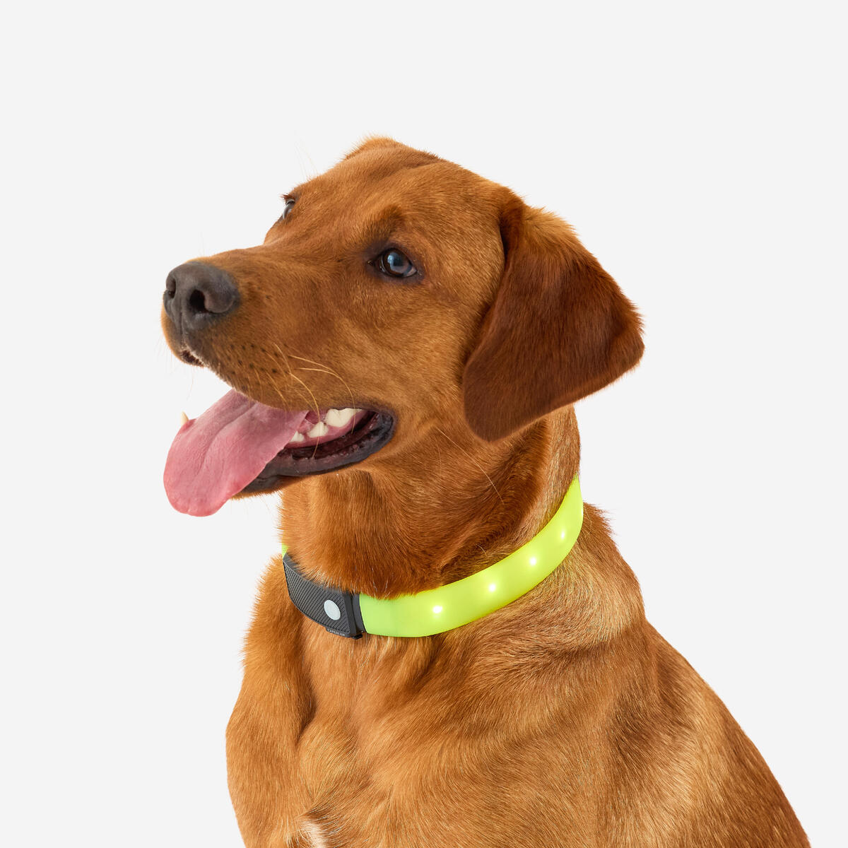 Collier lumineux pour chien