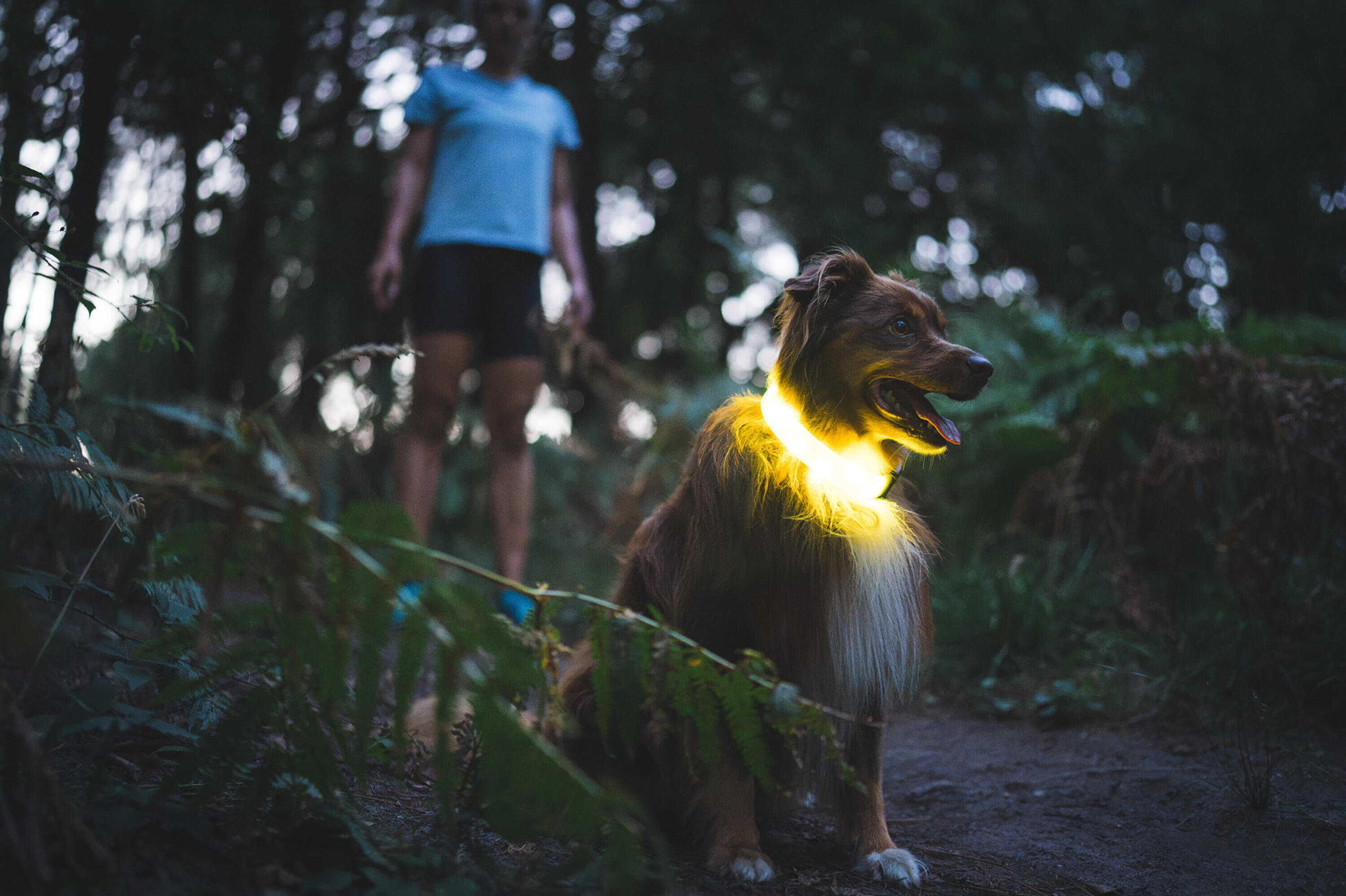 Collier lumineux pour chien, 100 10/10