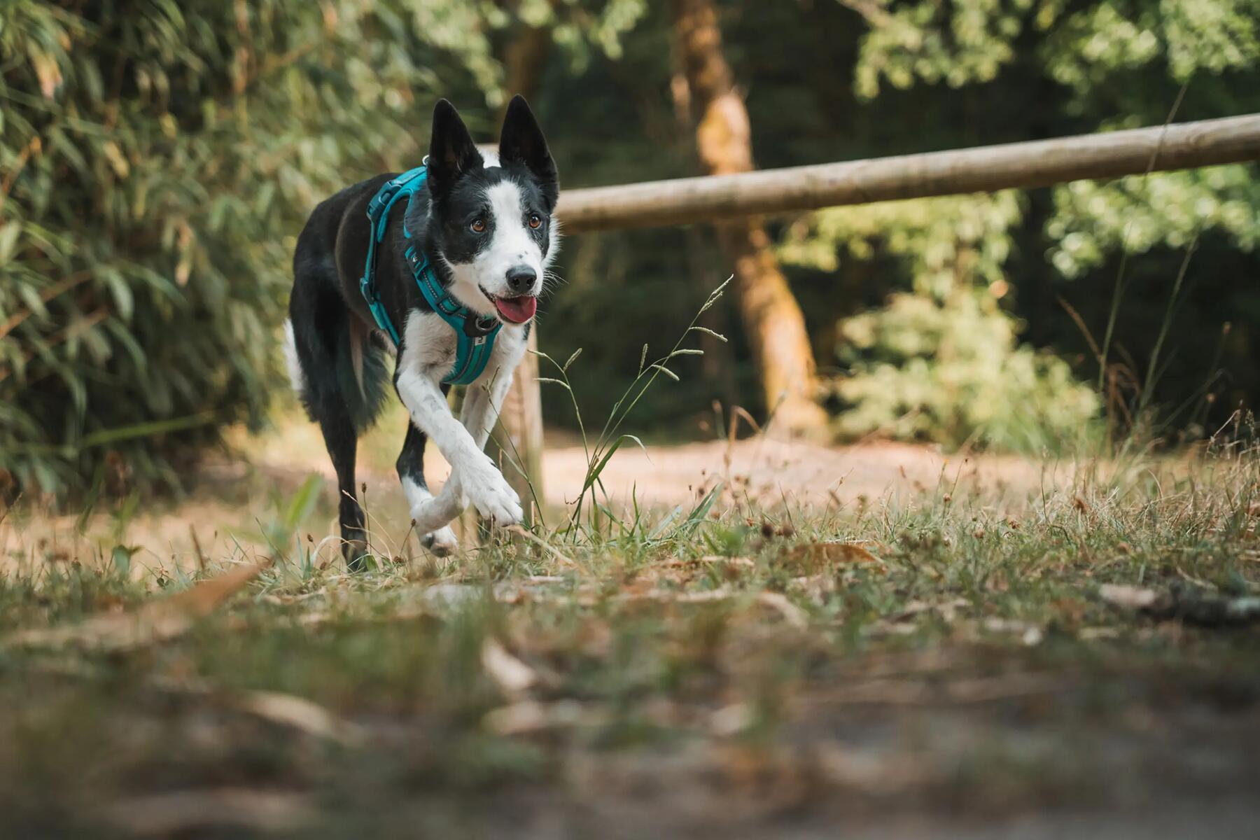 Comment installer et régler mon harnais pour chien ?