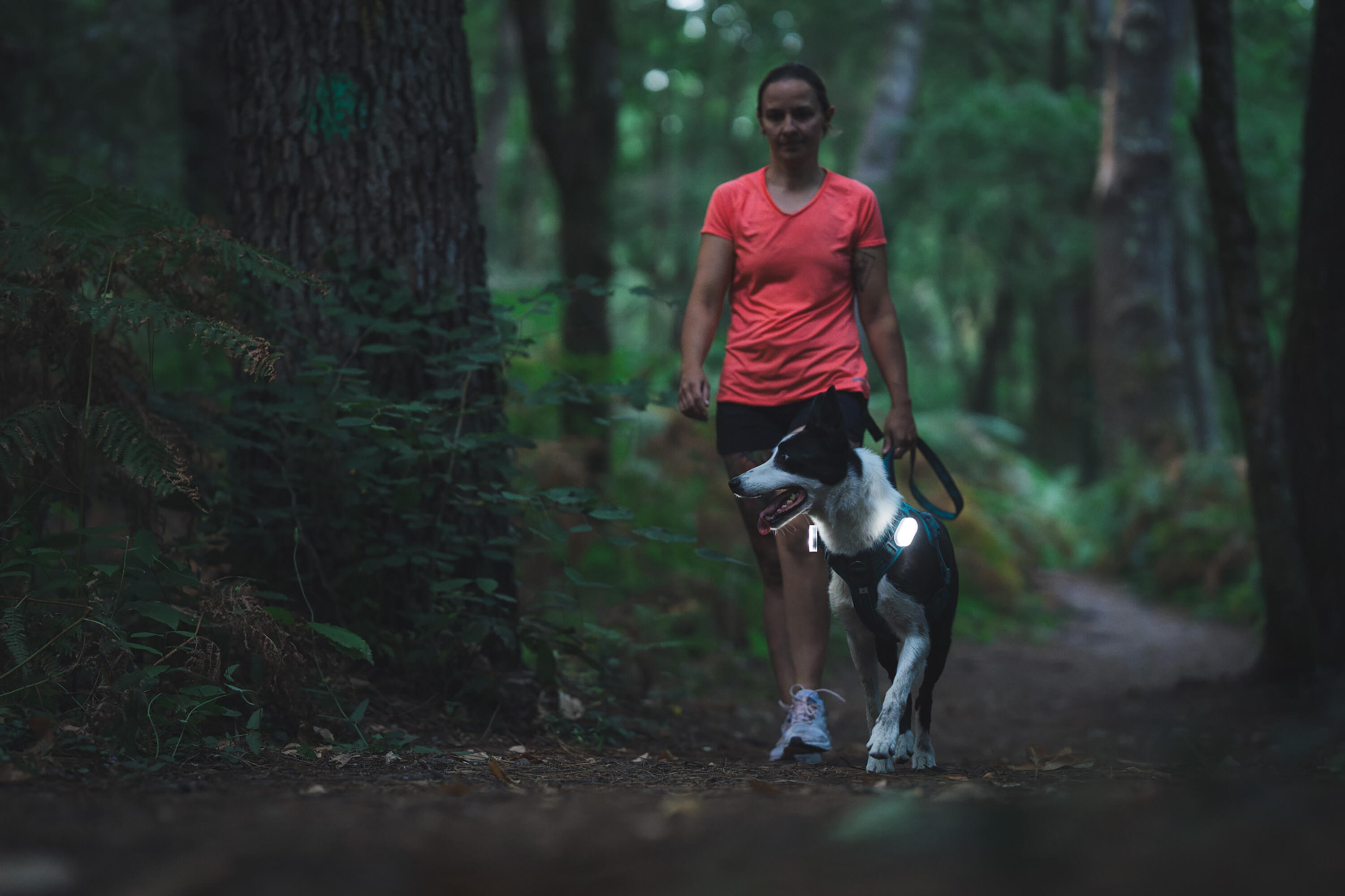 Harnais pour chien, 500 - CAPERLAN