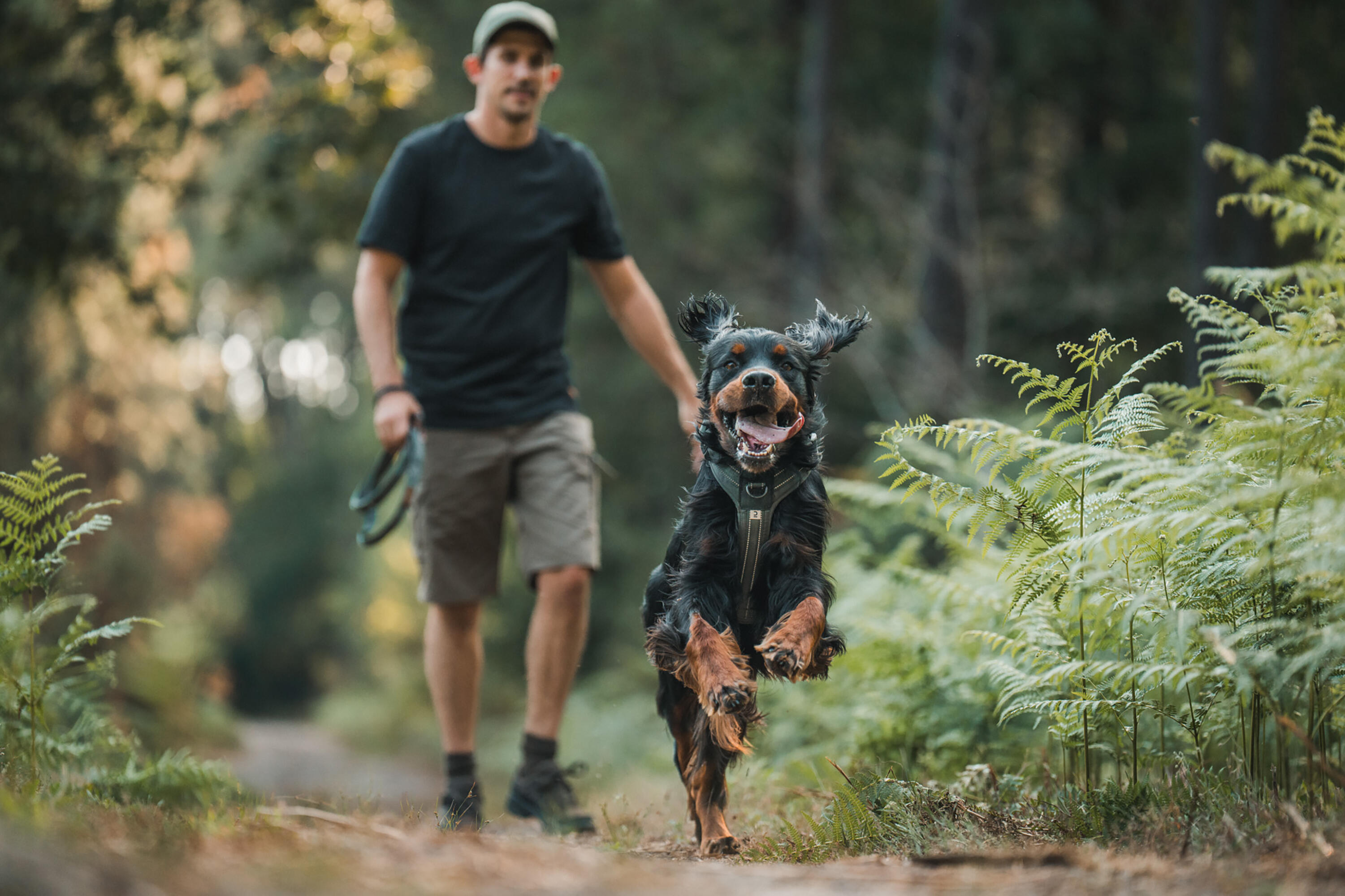 Harnais pour chien, 500 - CAPERLAN