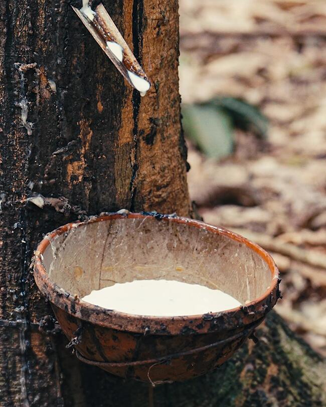 Kautschukbaum, aus dem Latexmilch in eine Schale austritt.