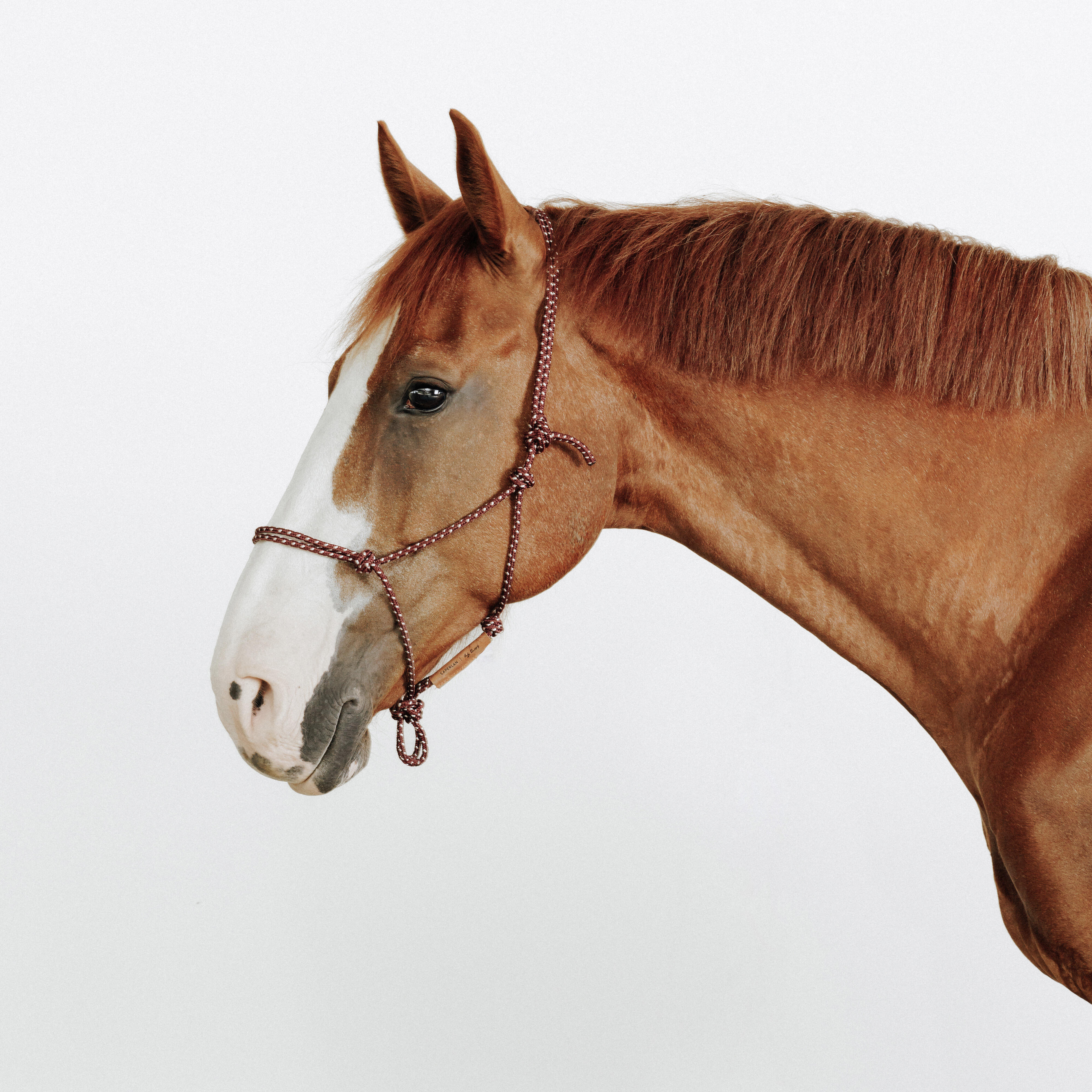 Licol équitation éthologique Cheval - Bordeaux CAPERLAN | Decathlon