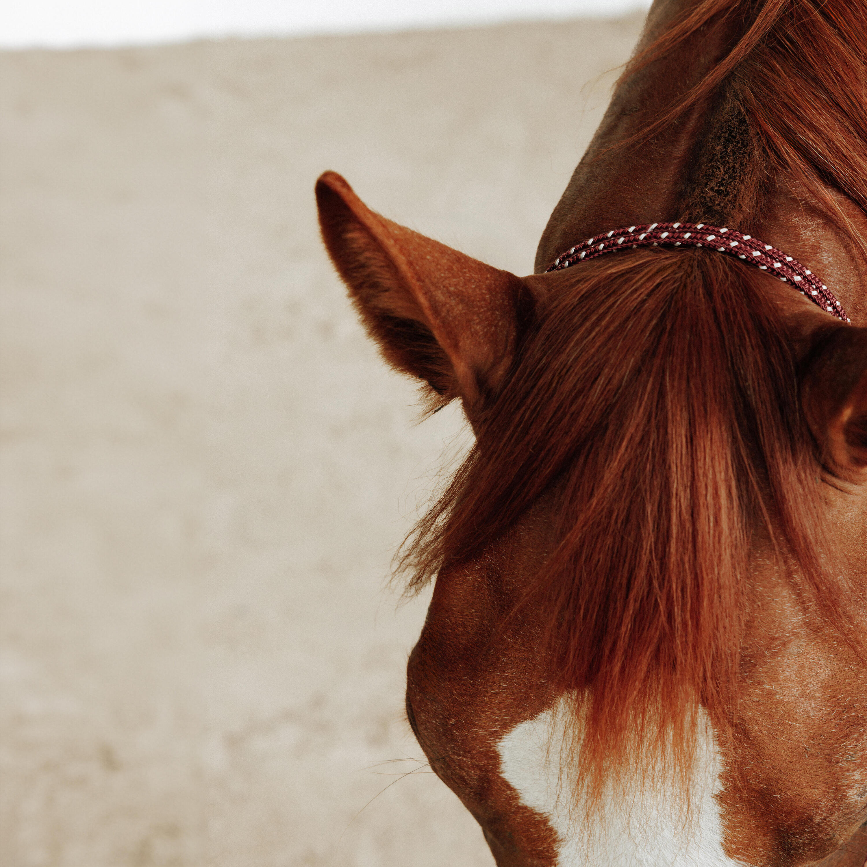 Ethologisches Halfter für Pferde und Ponys – weinrot 3/8
