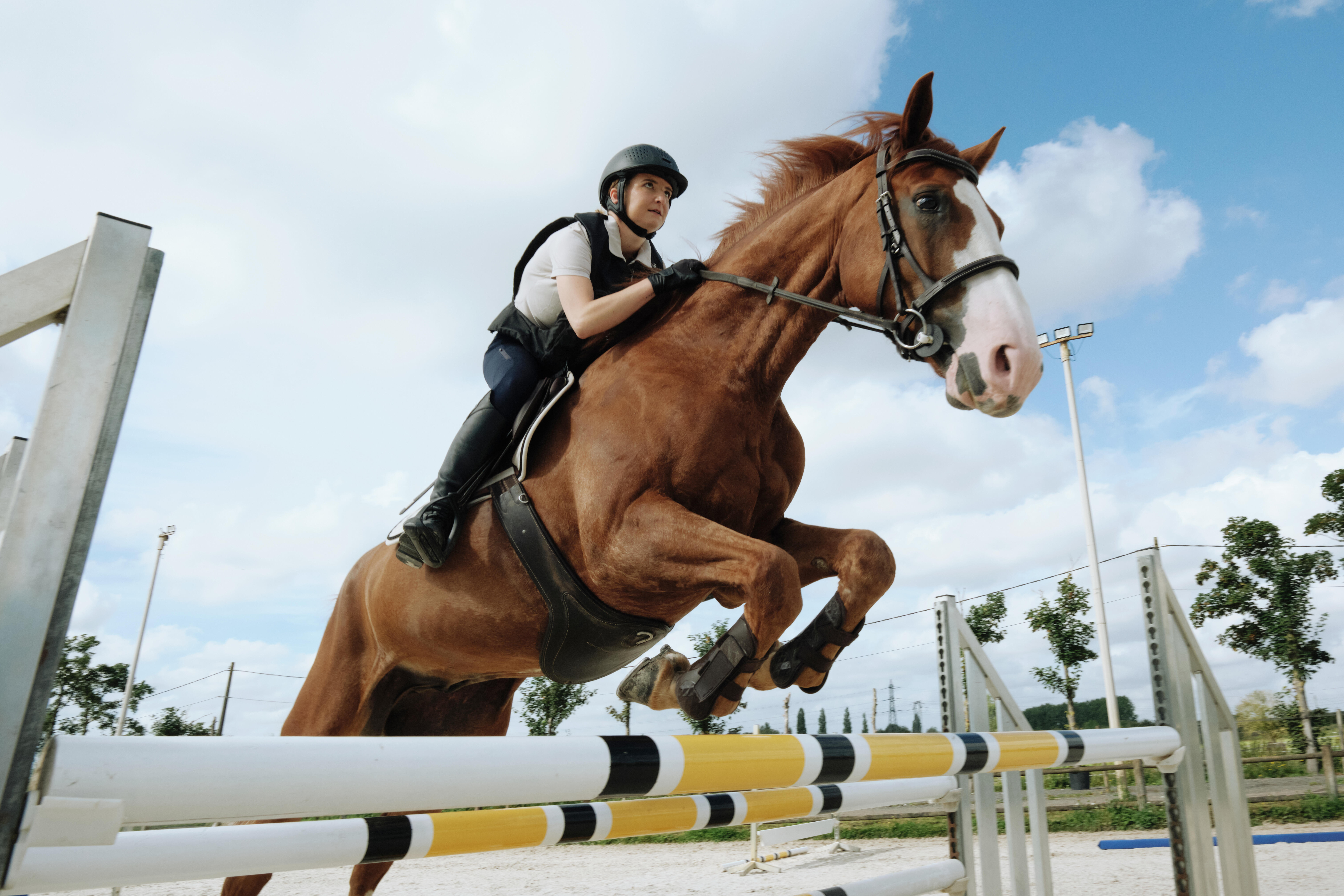 Bride d'équitation en cuir muserolle française pour cheval et poney - 900 marron - FOUGANZA