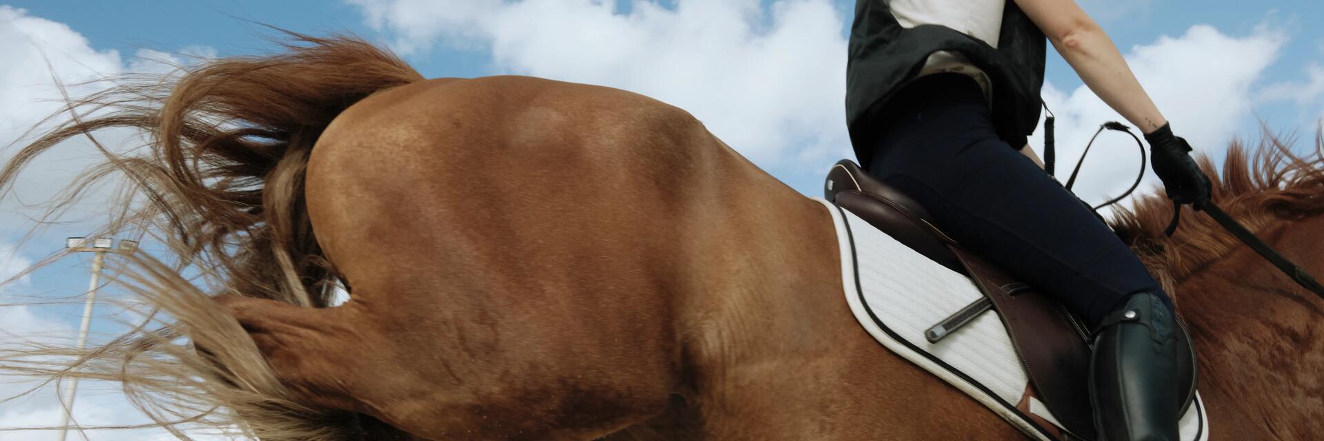 Piontage au fil pour la crinière des chevaux et poneys