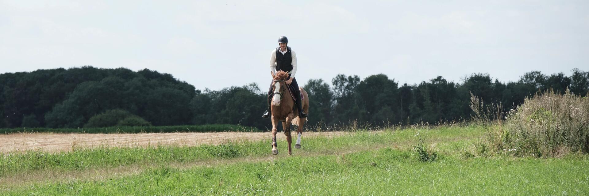 Comment entretenir son cheval au pré ?