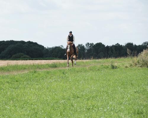 Comment entretenir son cheval au pré ?