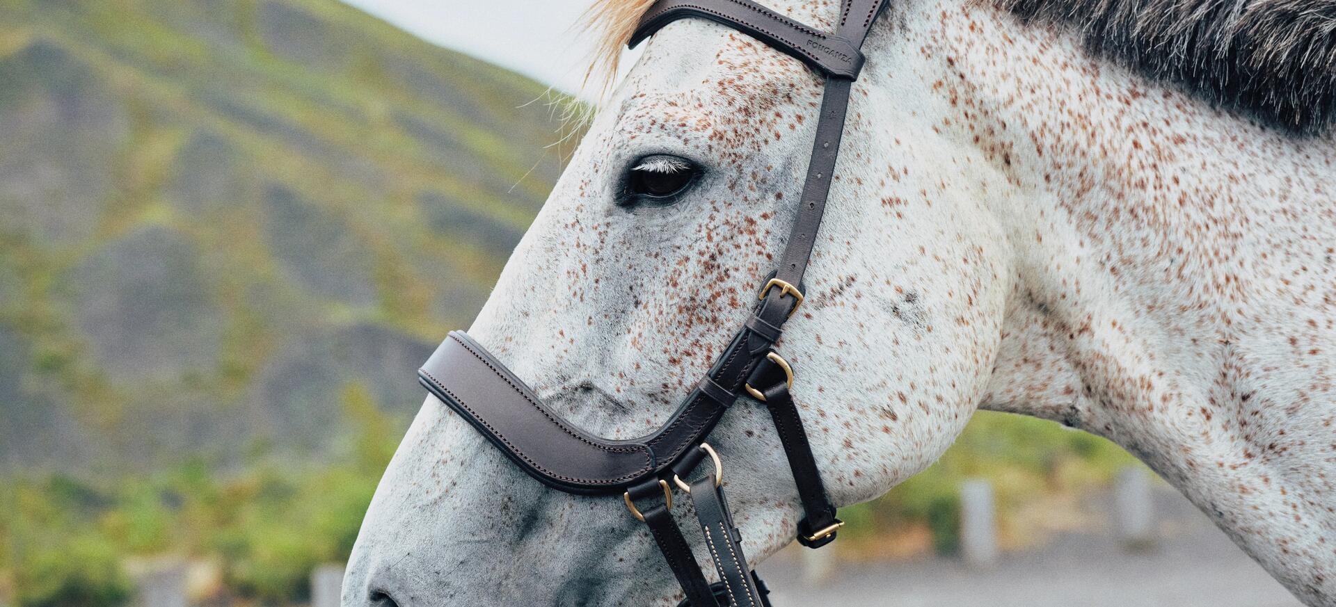 choisir un filet pour cheval