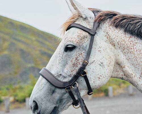 choisir un filet pour votre cheval