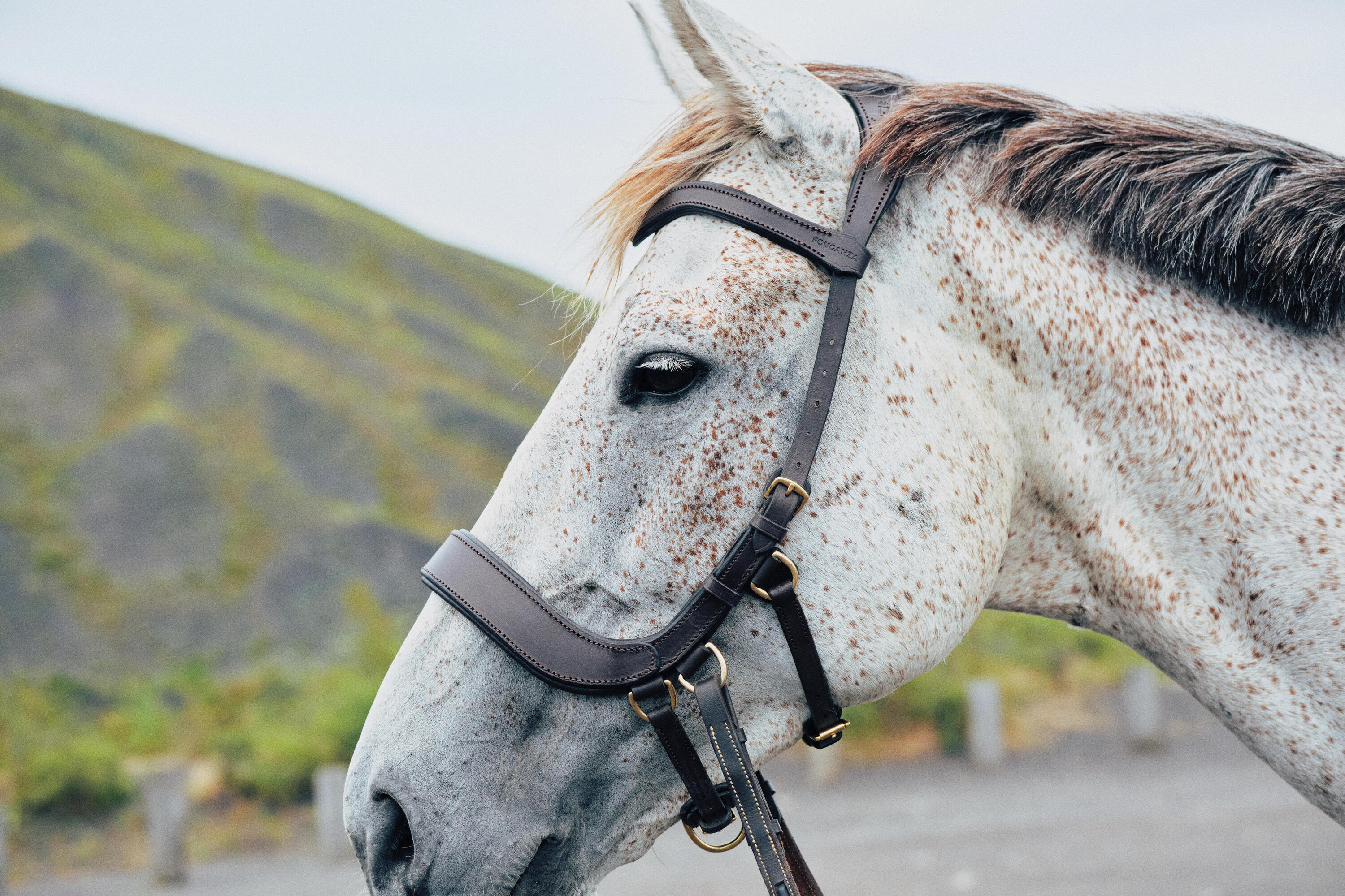 Cabezada de equitación sin bocado café para caballo y poni 9/13