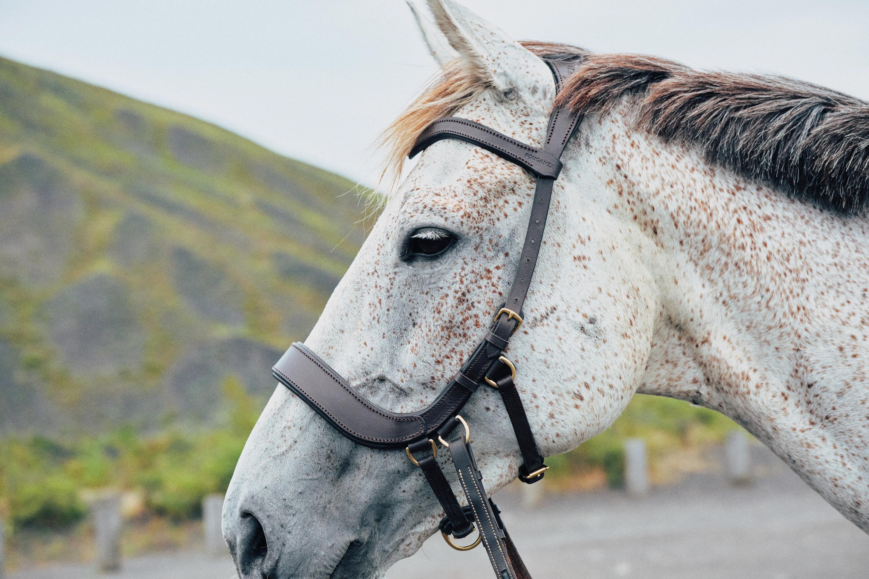 Comment choisir le filet de votre cheval ?