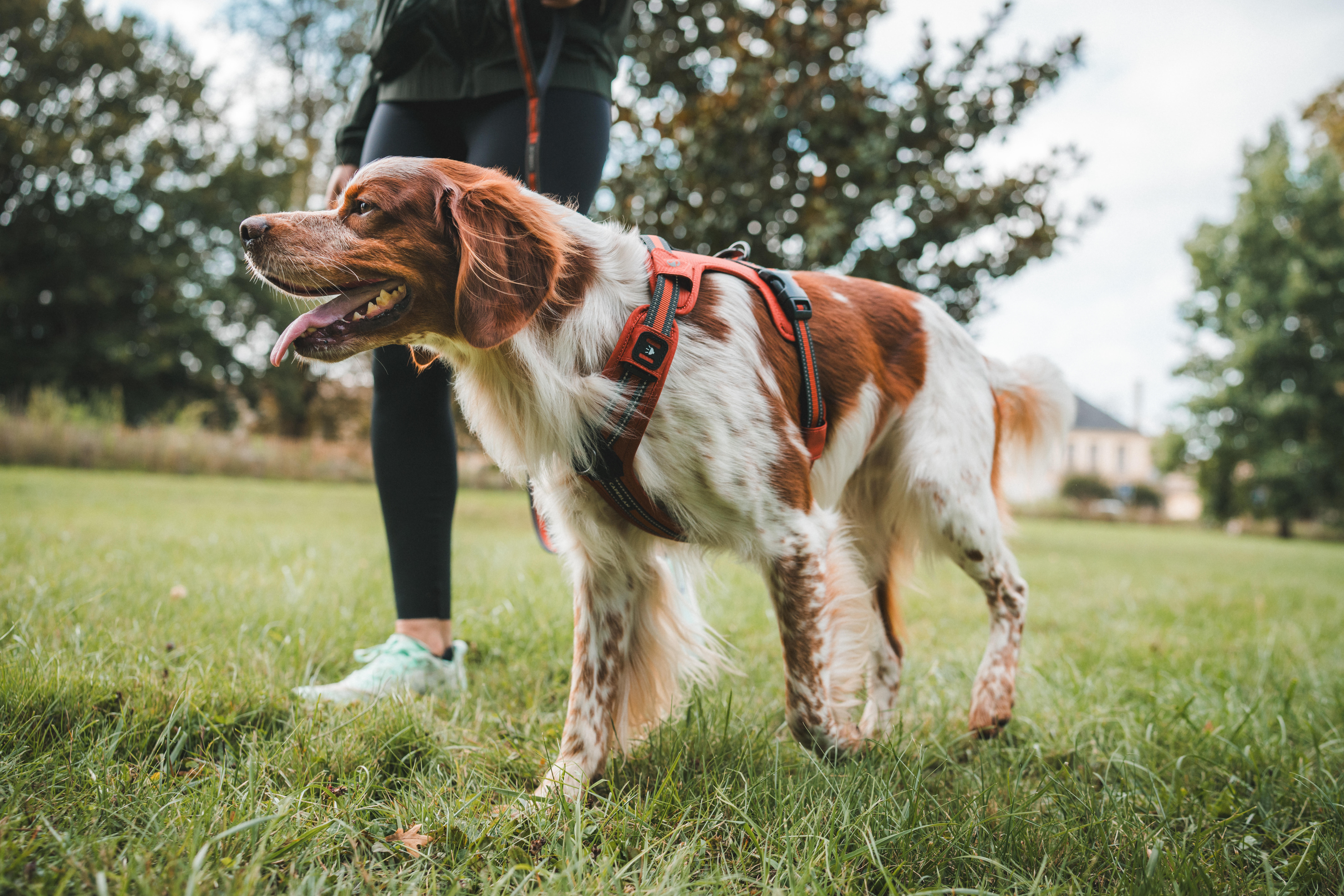 Harnais pour chien, 500 - CAPERLAN