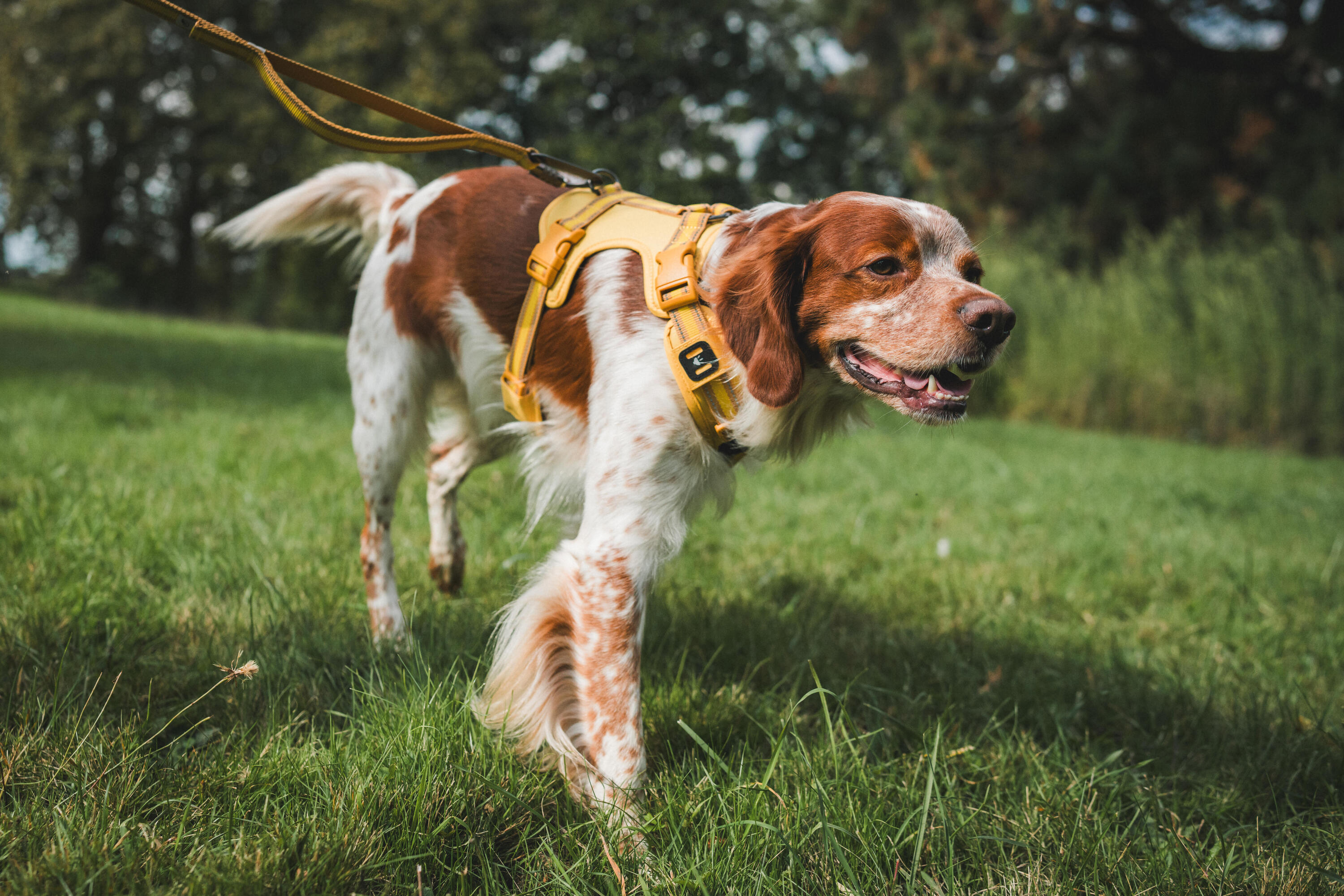 Arnês de Cão de Caça Outdoor 500 Amarelo 16/17