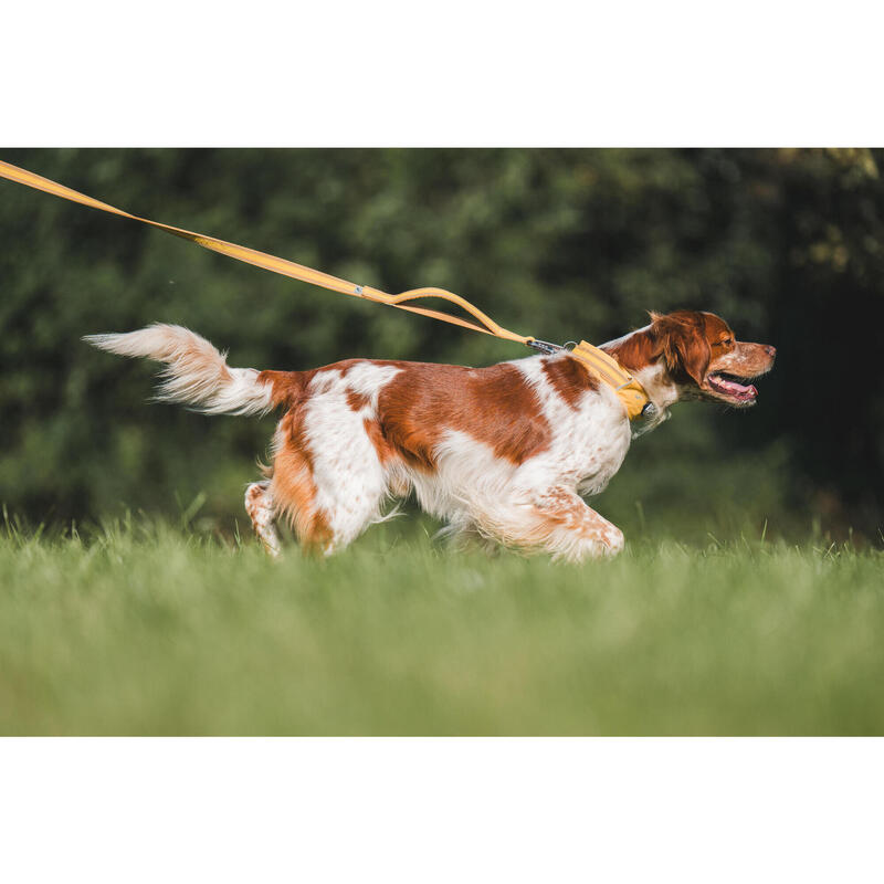 Laisse pour chien 500 jaune