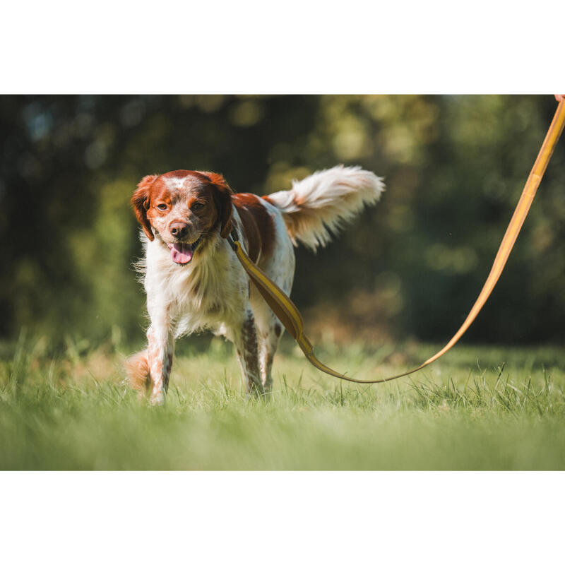 Laisse pour chien 500 jaune