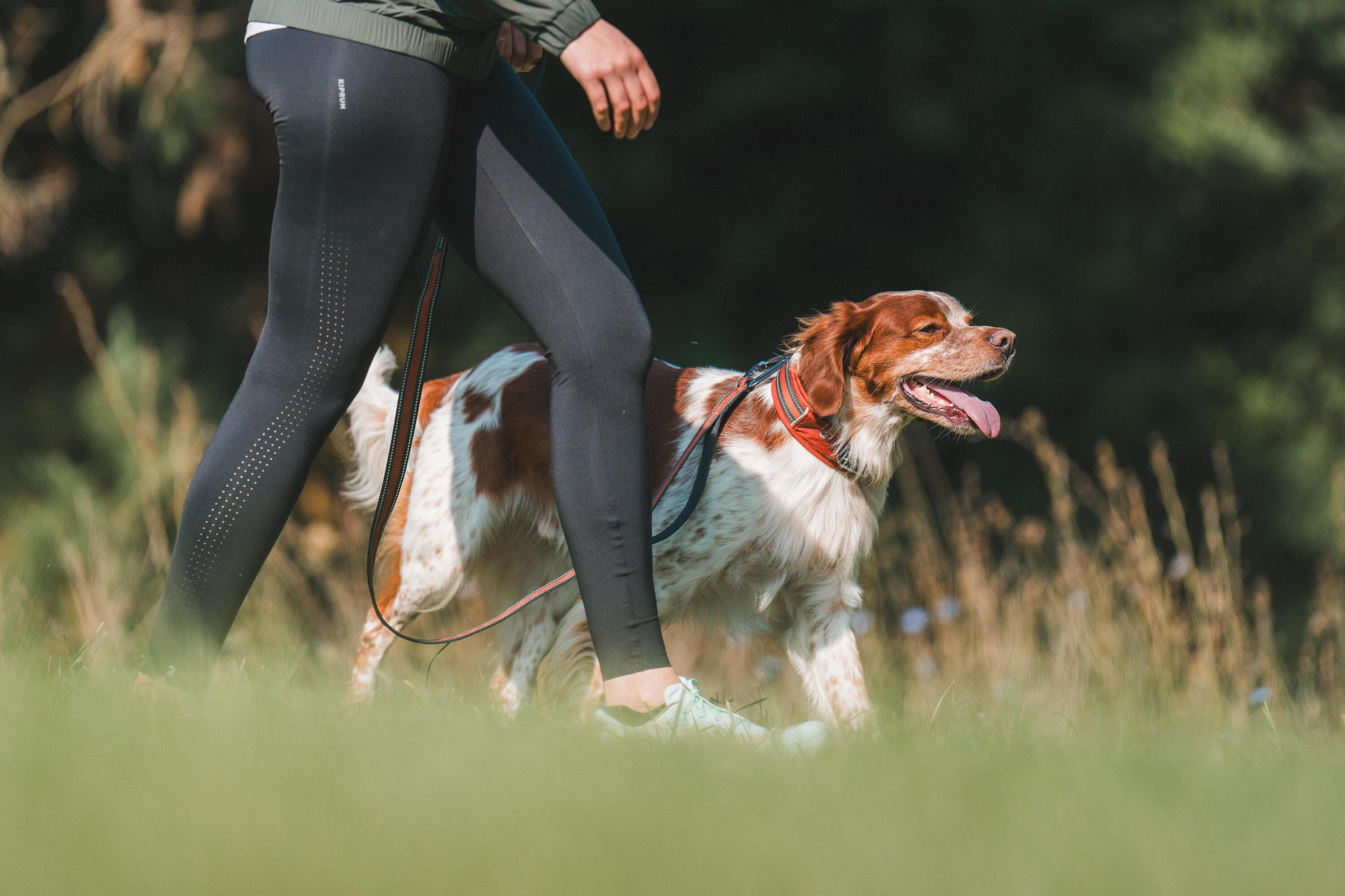 Laisse pour chien, Outdoor 500 6/7