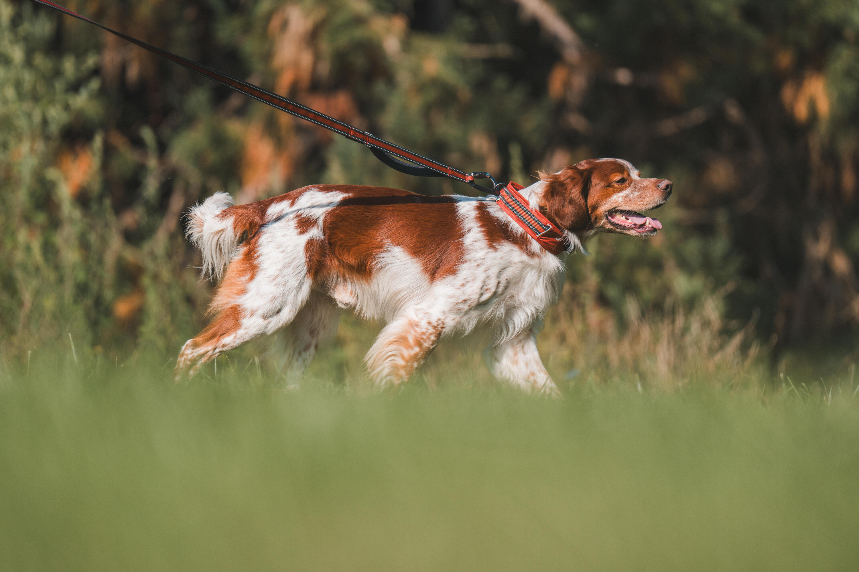 Laisse pour chien, Outdoor 500 5/7