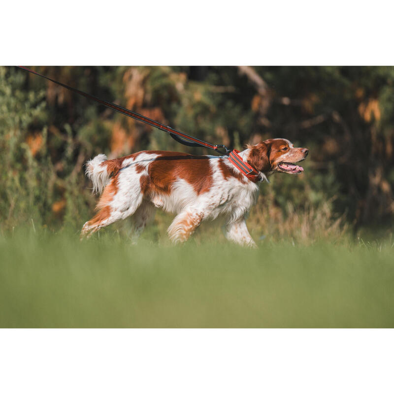 Laisse pour chien 500 terracotta