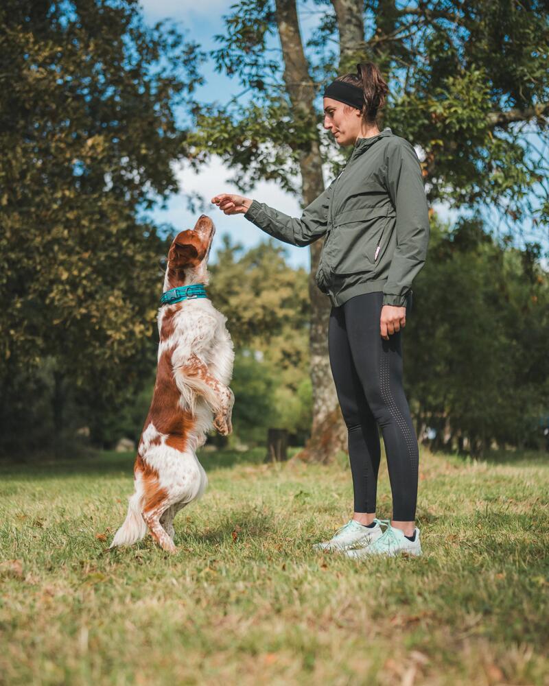 Ein Hund springt hoch zum Leckerlie, das Frauchen hochhält