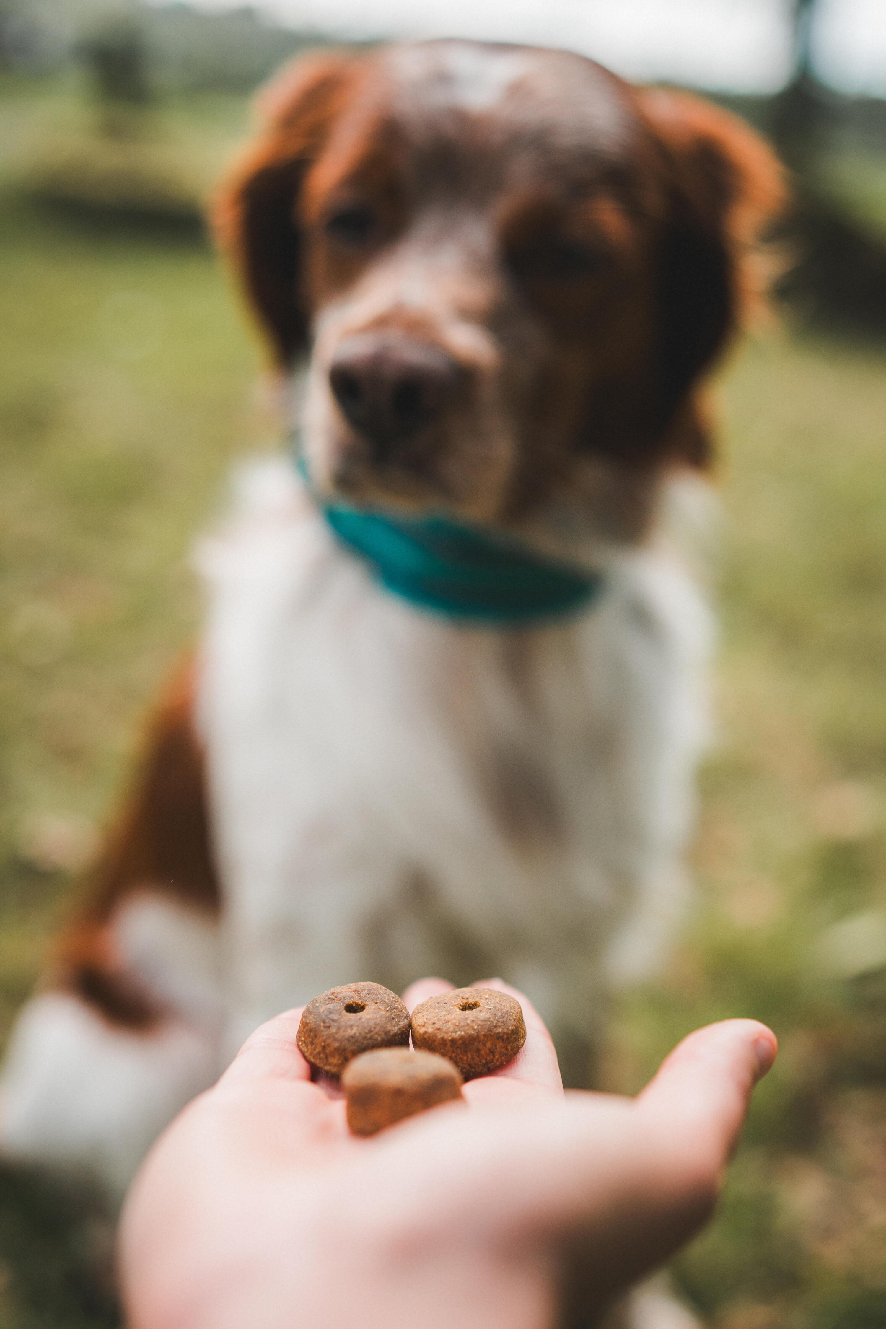 SNACKS PARA CÃO ADULTO 500 G 4/5
