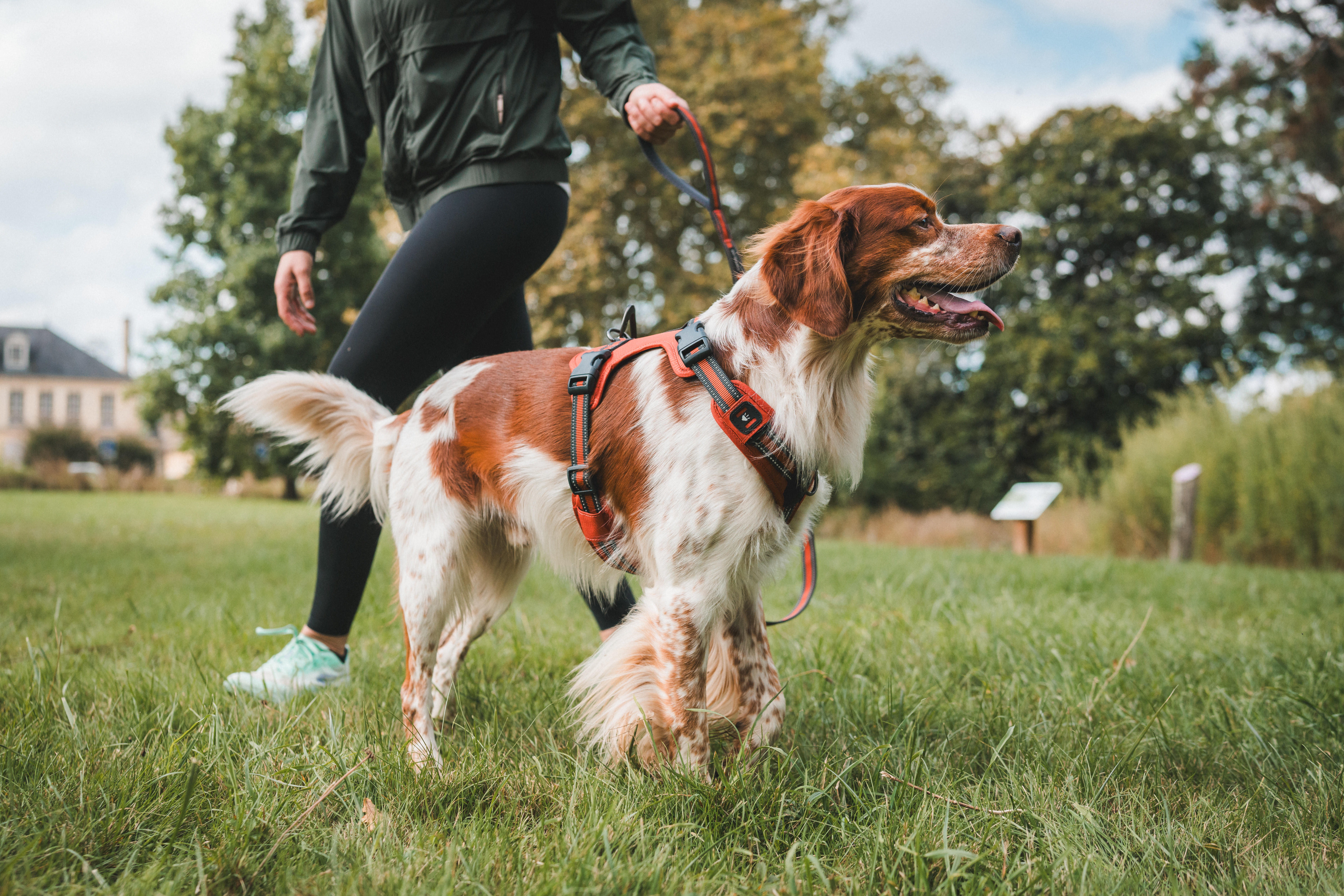 Harnais pour chien, 500 - CAPERLAN