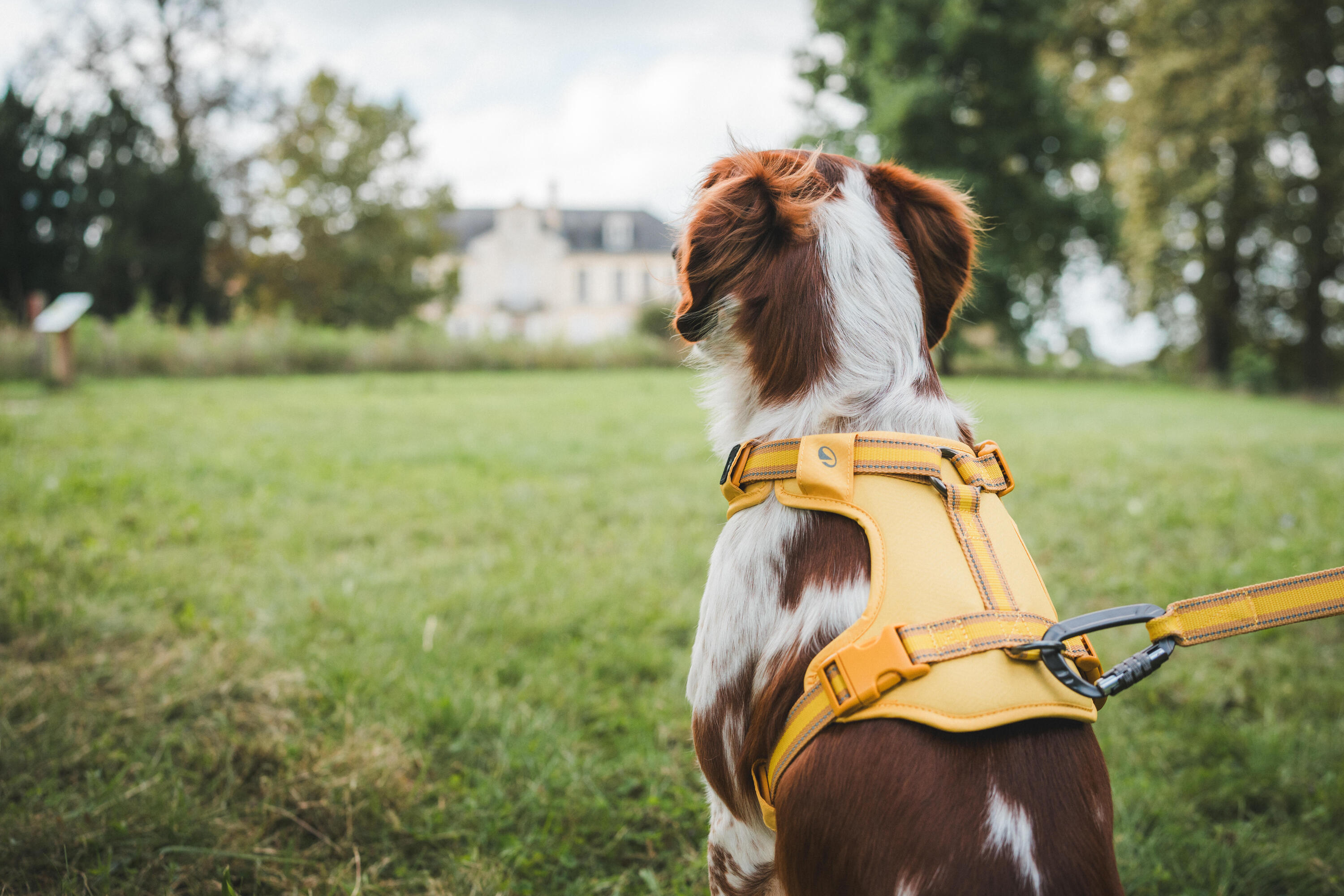 Arnês de Cão de Caça Outdoor 500 Amarelo 14/17