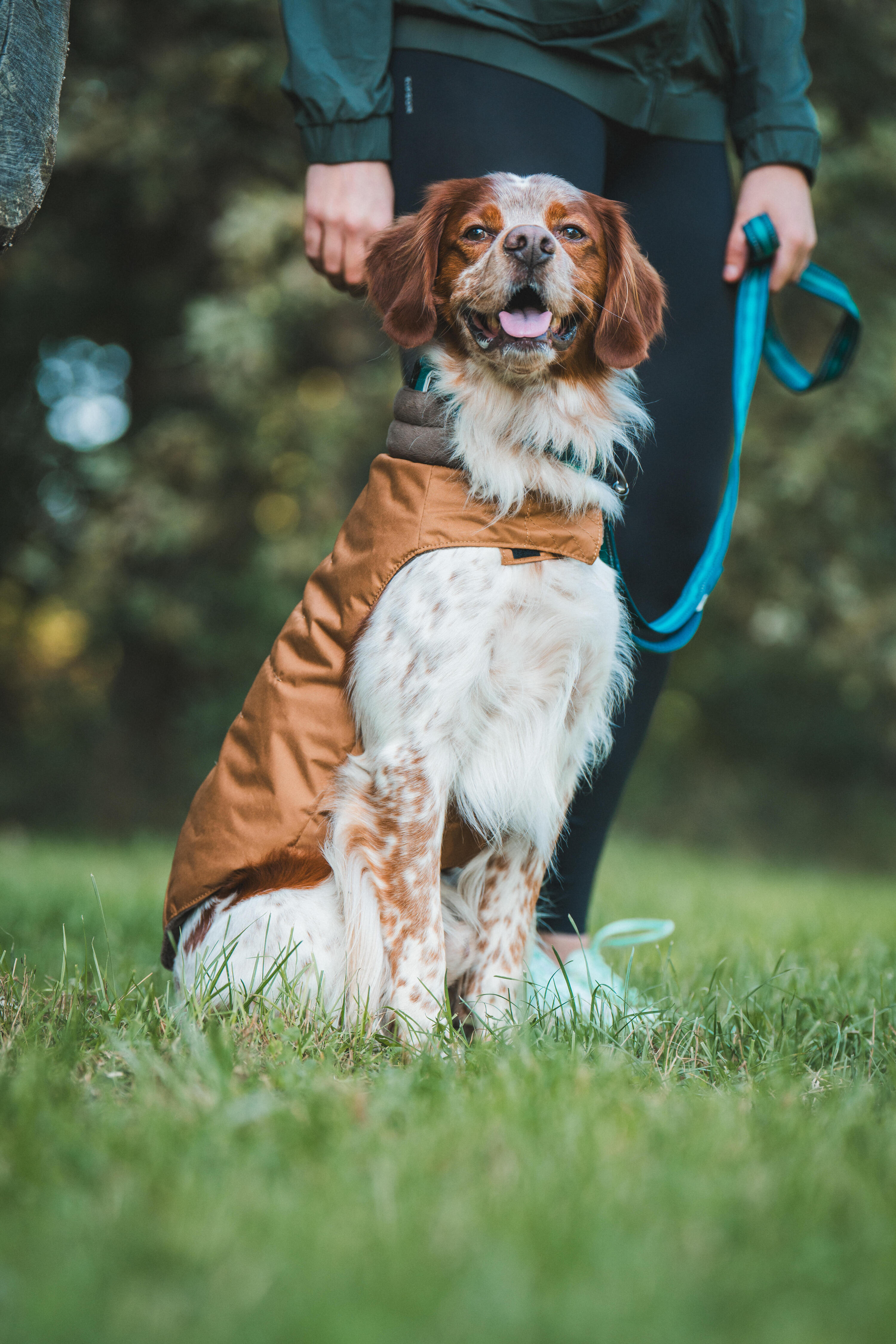 Gilet cane marrone 2/8