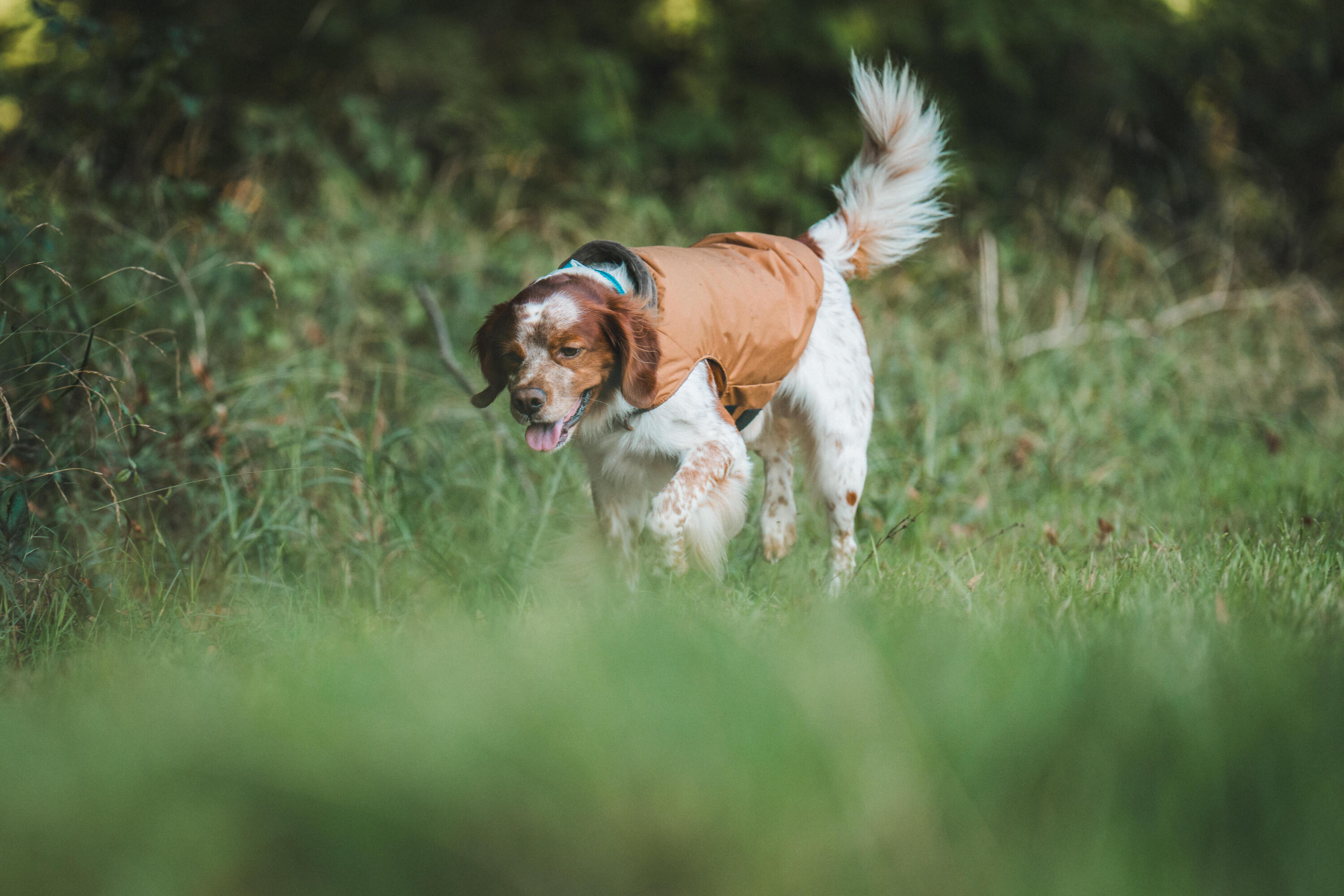 Abrigo Chaleco Perro Marrón Cálido Adaptable Resistente 10/16