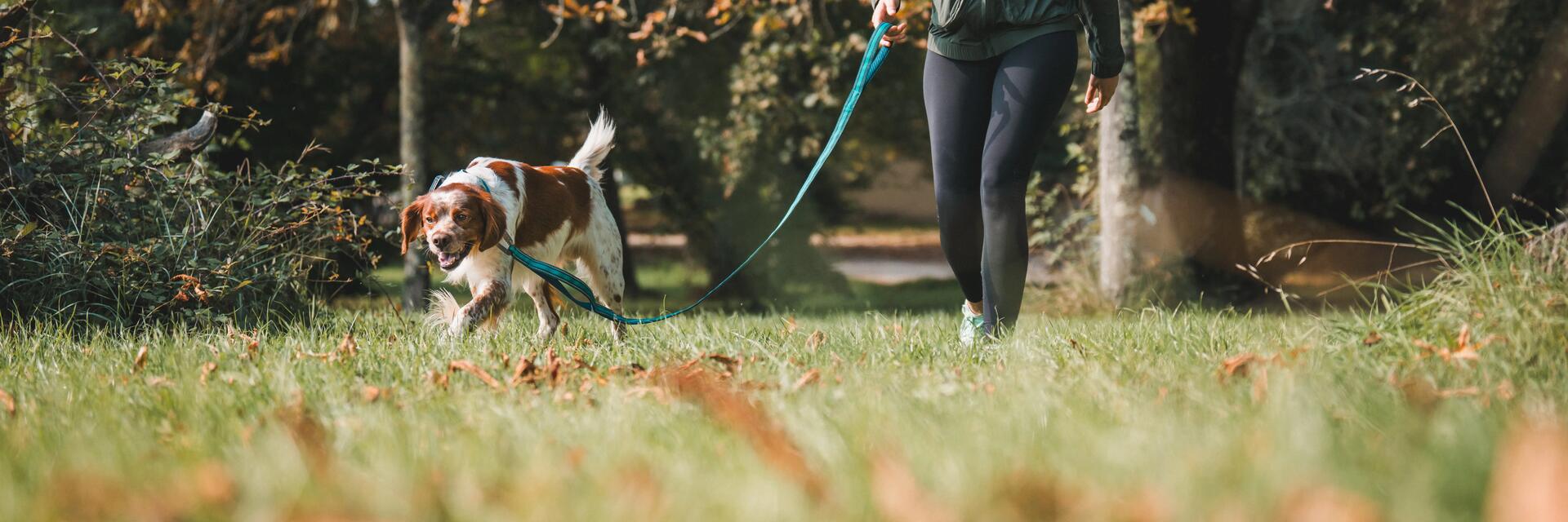 COMMENT BIEN GÉRER LA TRANSITION ALIMENTAIRE DE VOTRE CHIEN ?