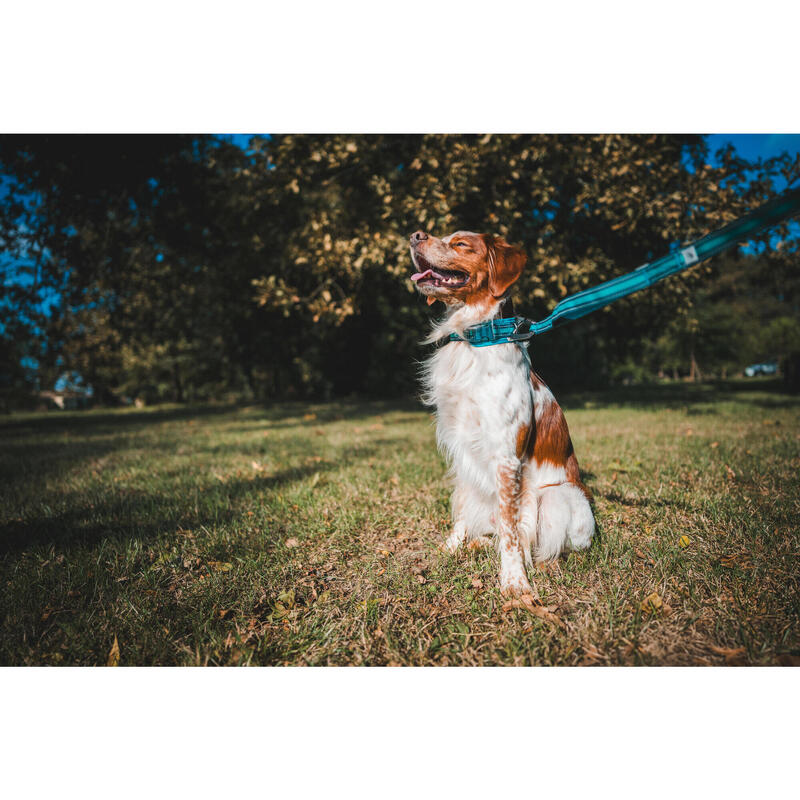 Laisse chien outdoor 500 bleue