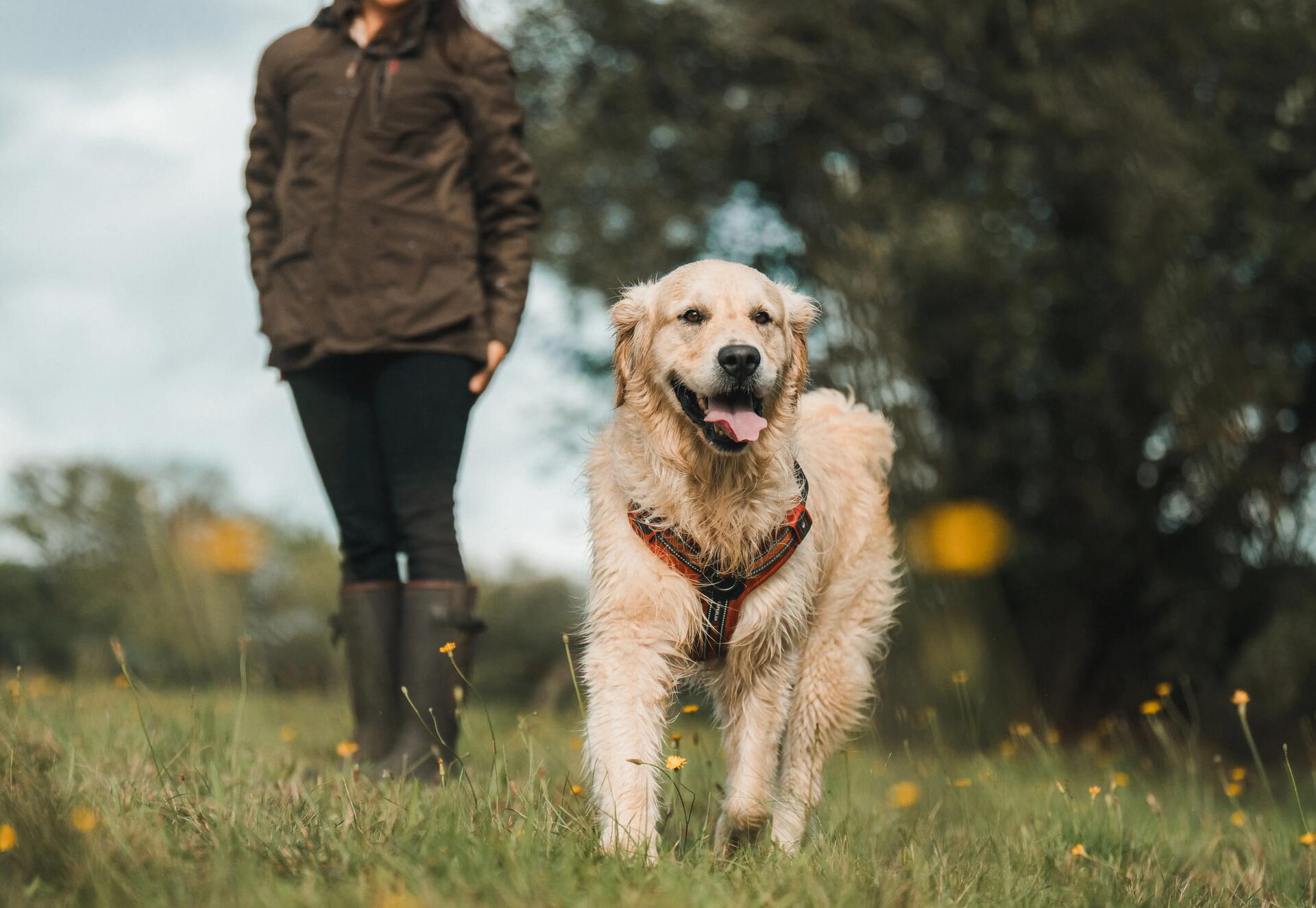 cani_rando_sports_chien_decathlon_ambassadeurs