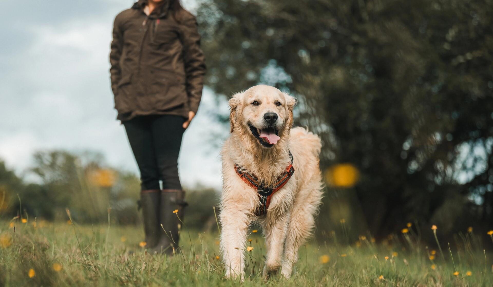 cani_rando_sports_chien_decathlon_ambassadeurs