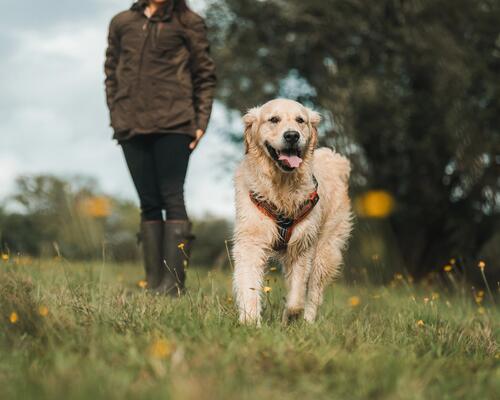 cani_rando_sports_chien_decathlon_ambassadeurs