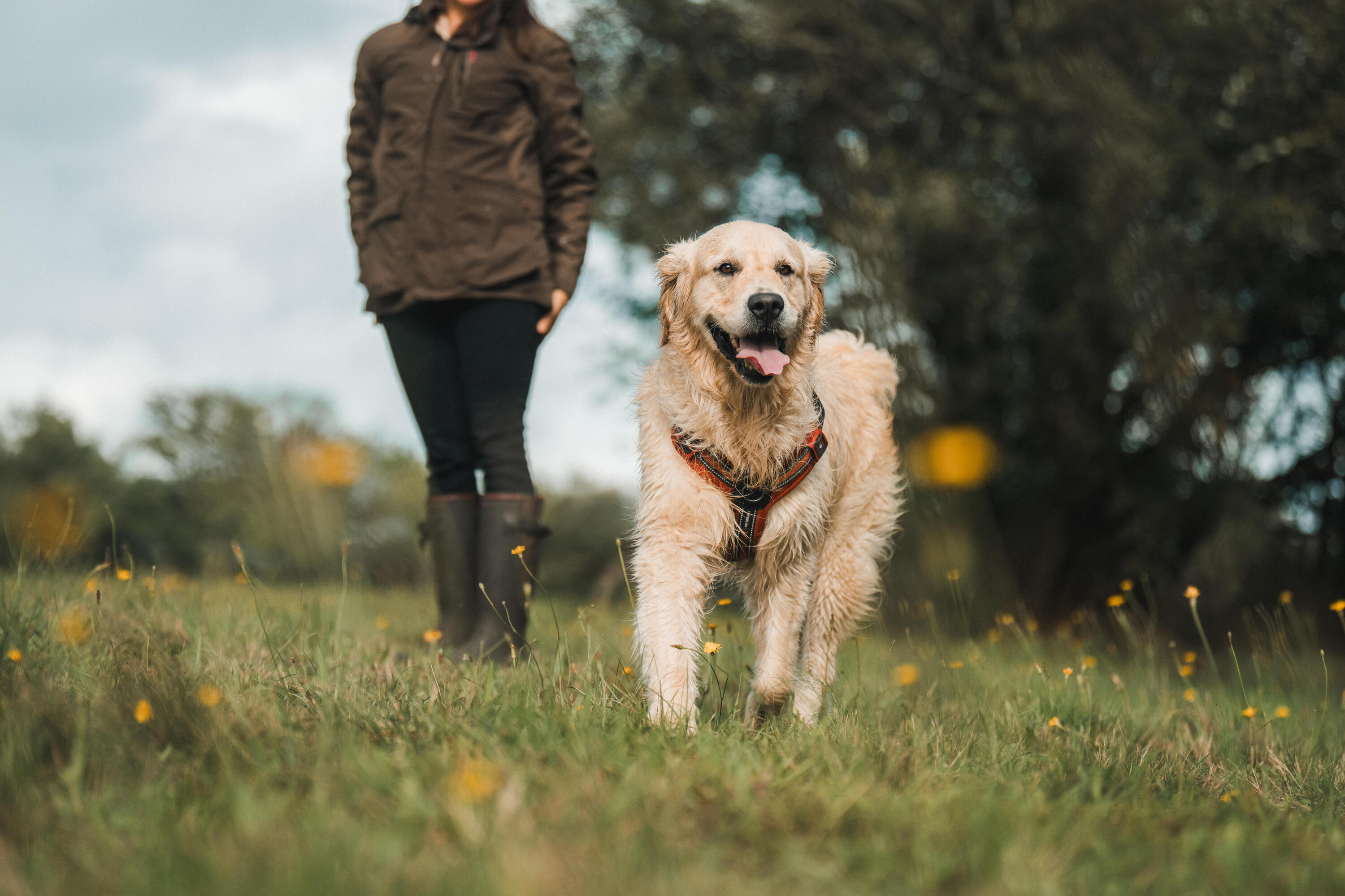 Harnais pour chien, 500 12/17
