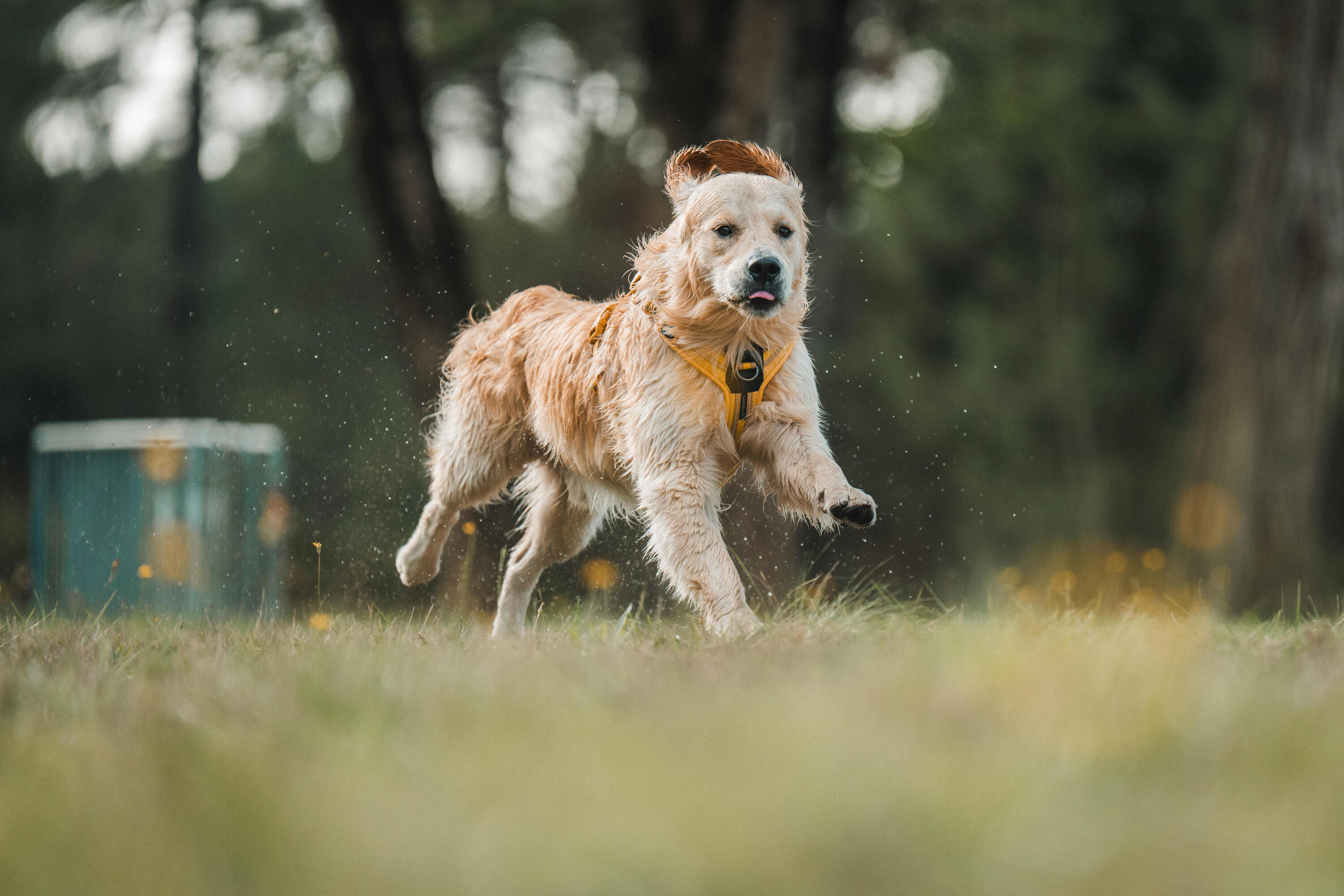 Arnês de Cão de Caça Outdoor 500 Amarelo 13/17
