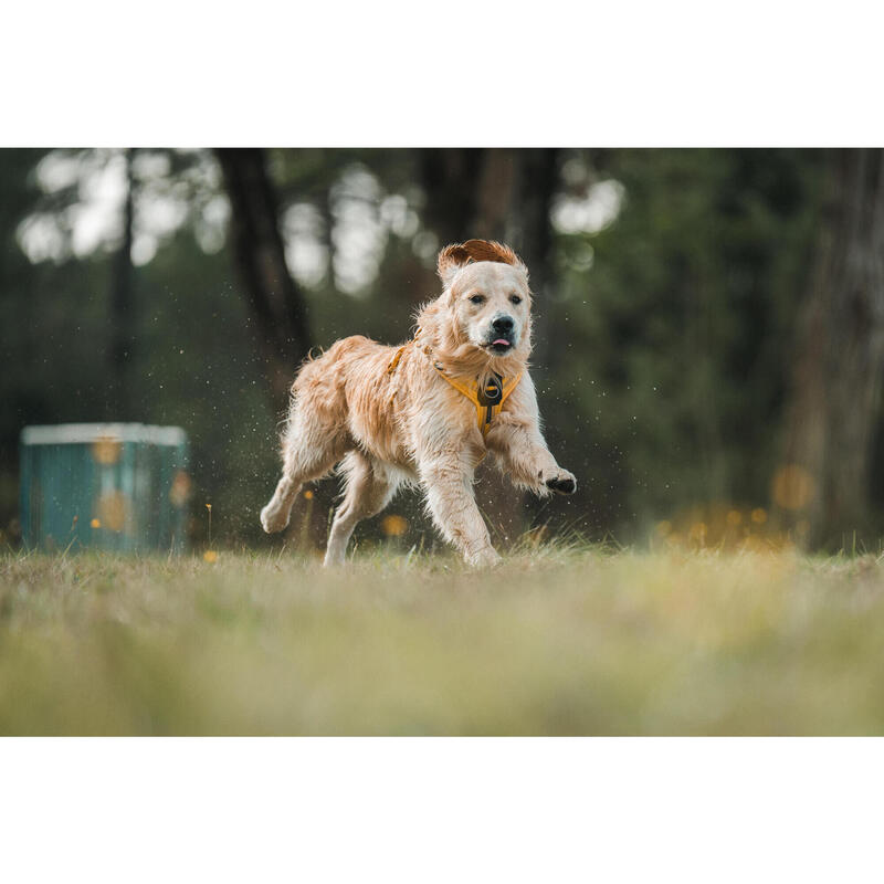 Hundegeschirr 500 Gelb