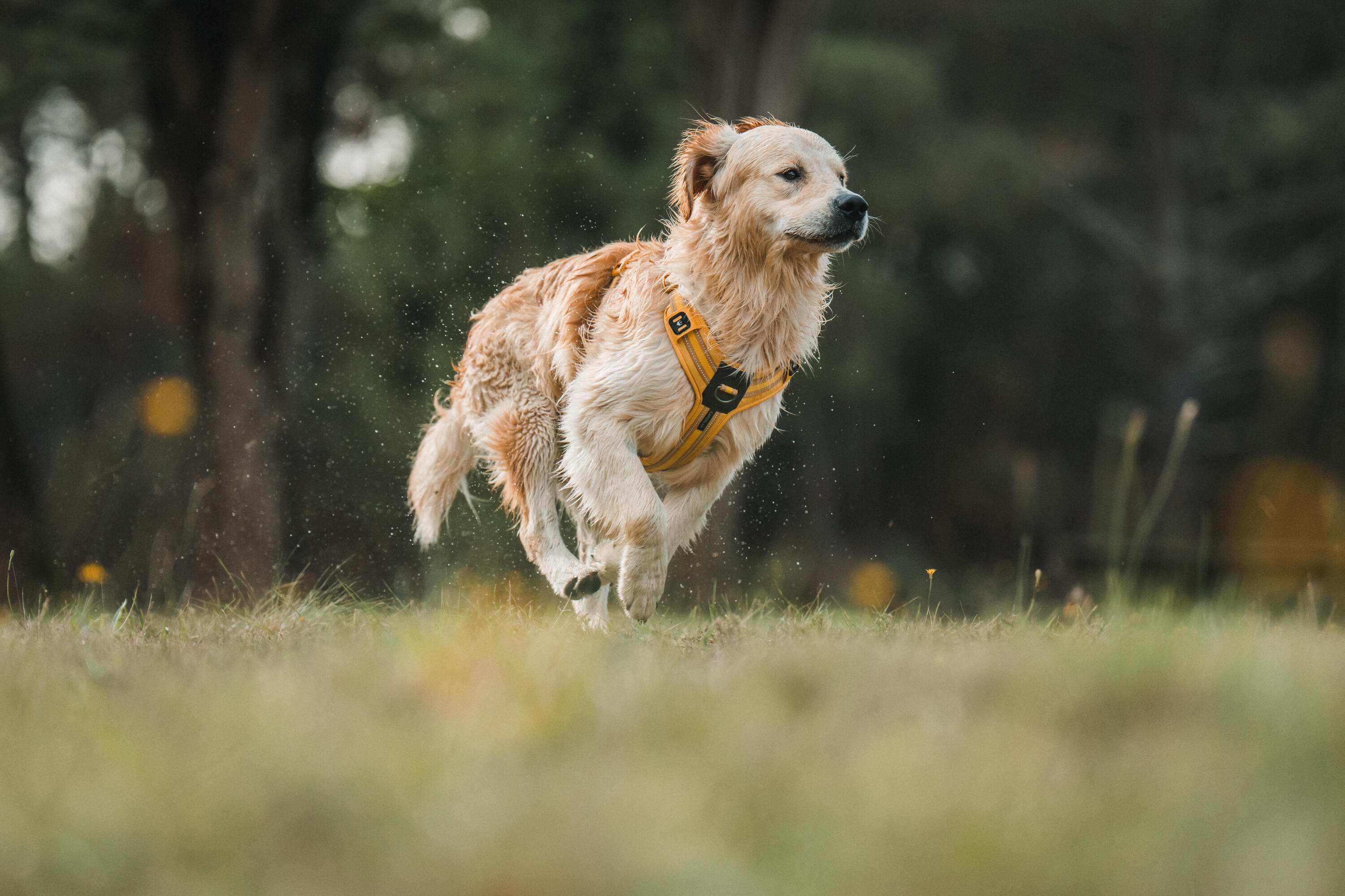 Arnês de Cão de Caça Outdoor 500 Amarelo 15/17