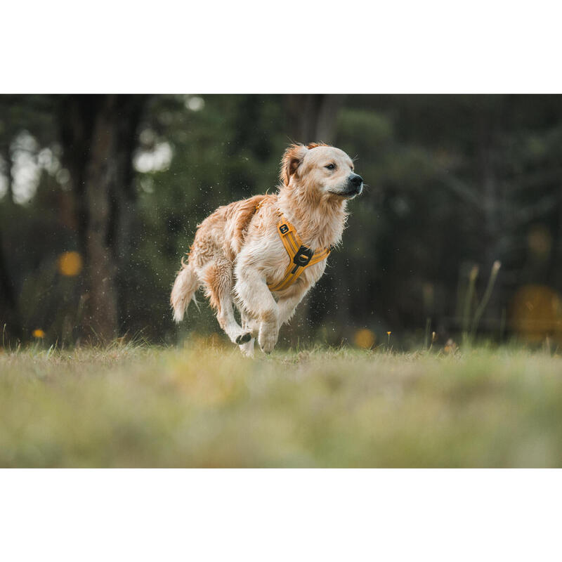 Hundegeschirr 500 Gelb