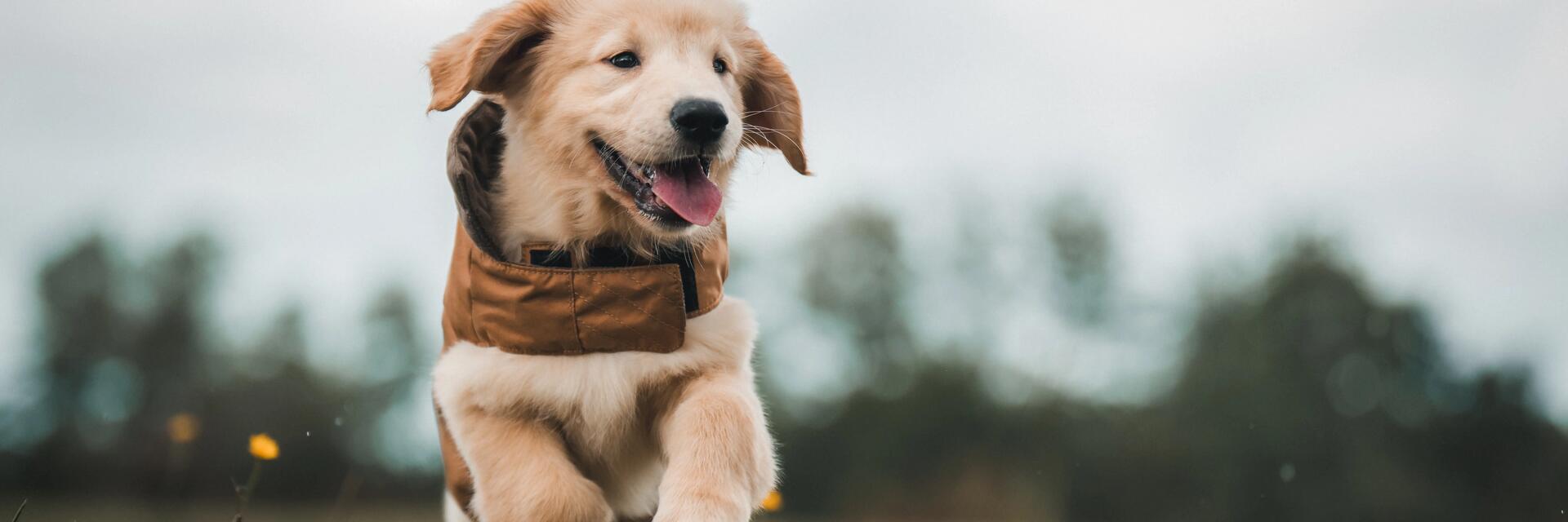 La prise de poids chez le chien : comment revenir