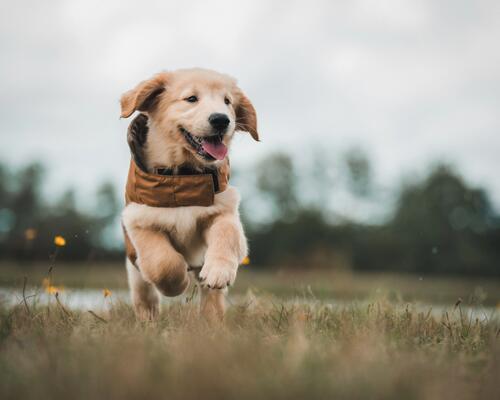La prise de poids chez le chien : comment revenir