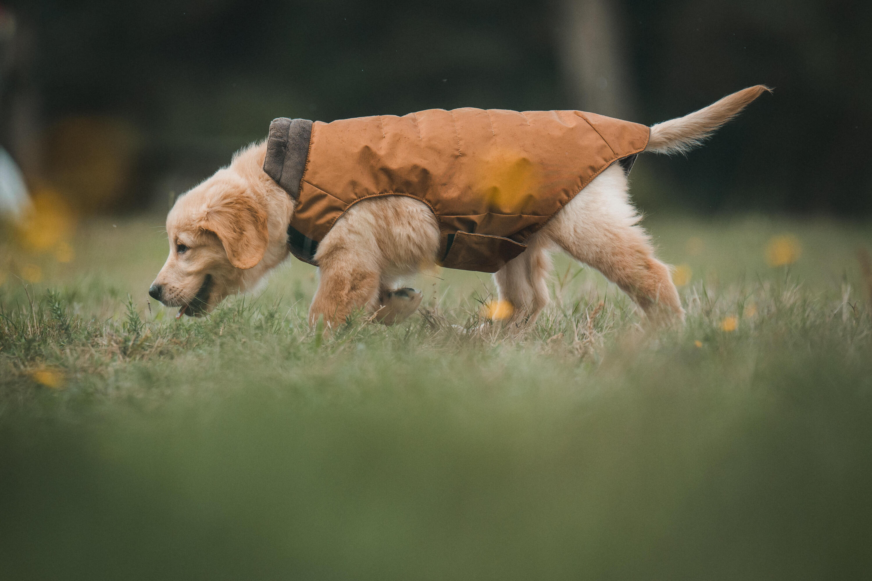 Abrigo Chaleco Perro Marrón Cálido Adaptable Resistente 12/16