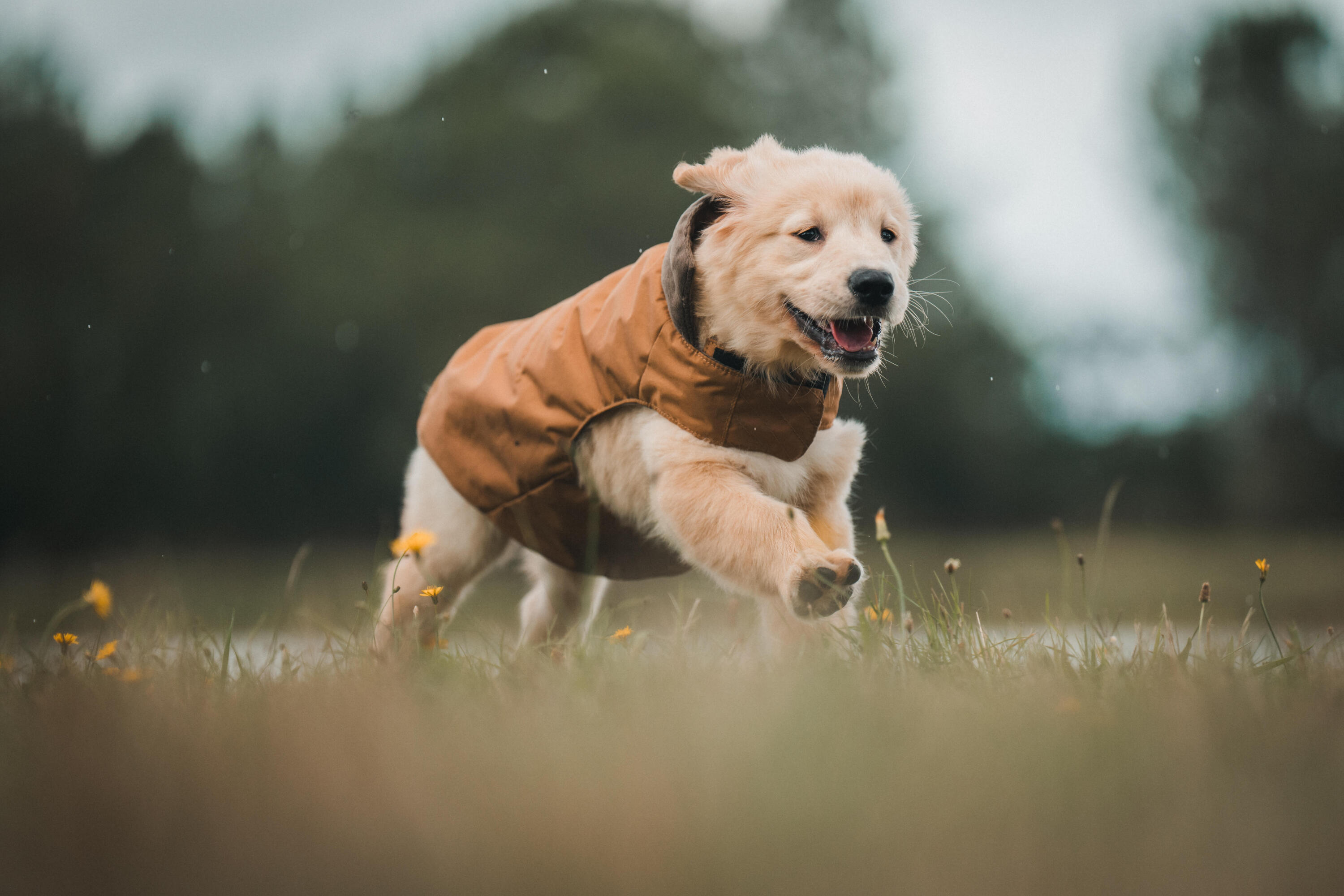 Abrigo Chaleco Perro Marrón Cálido Adaptable Resistente 13/16