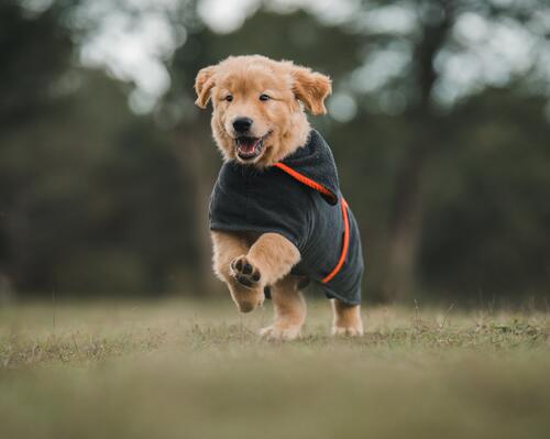 agility